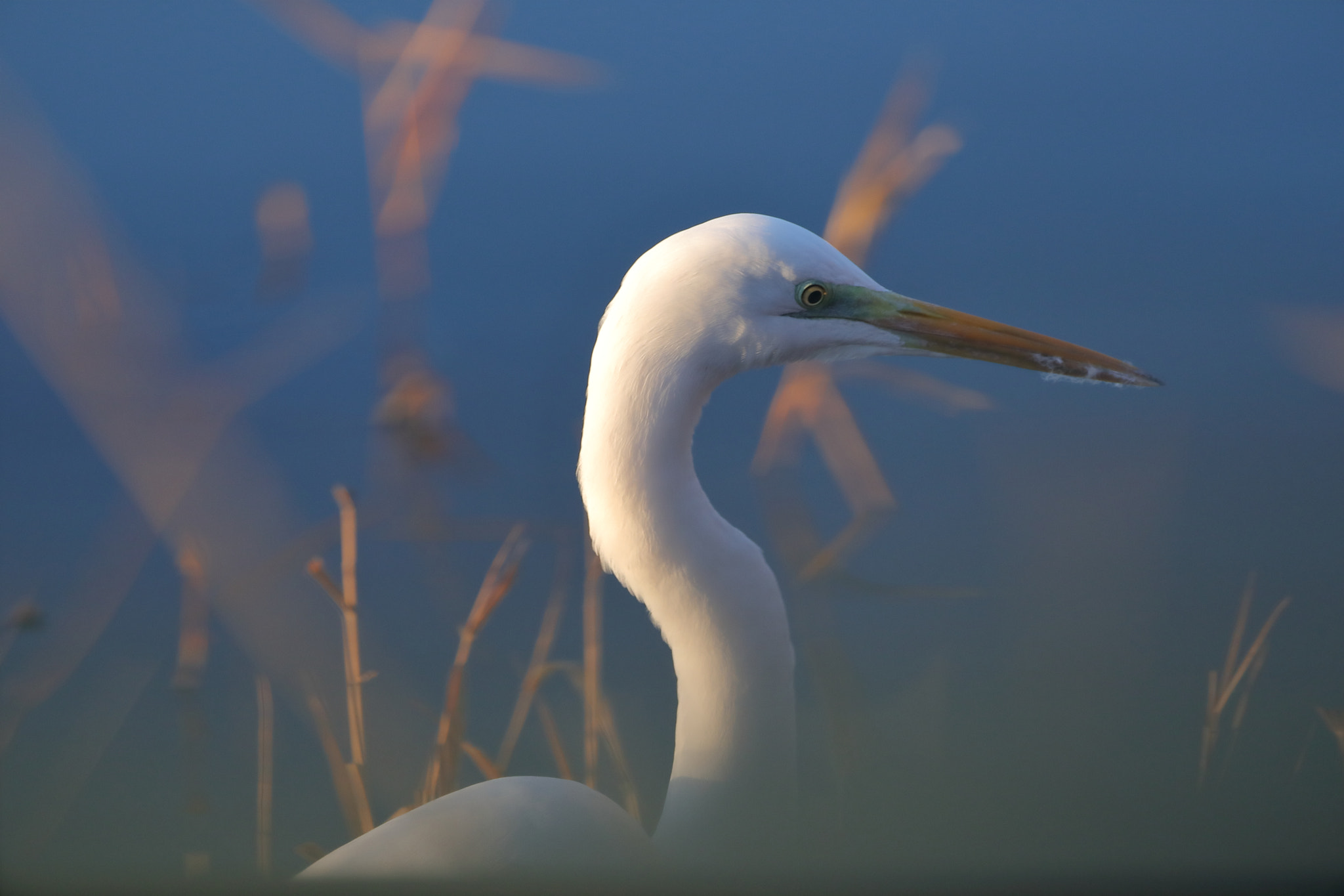 Canon EF 500mm F4L IS USM sample photo. White heron (again) photography