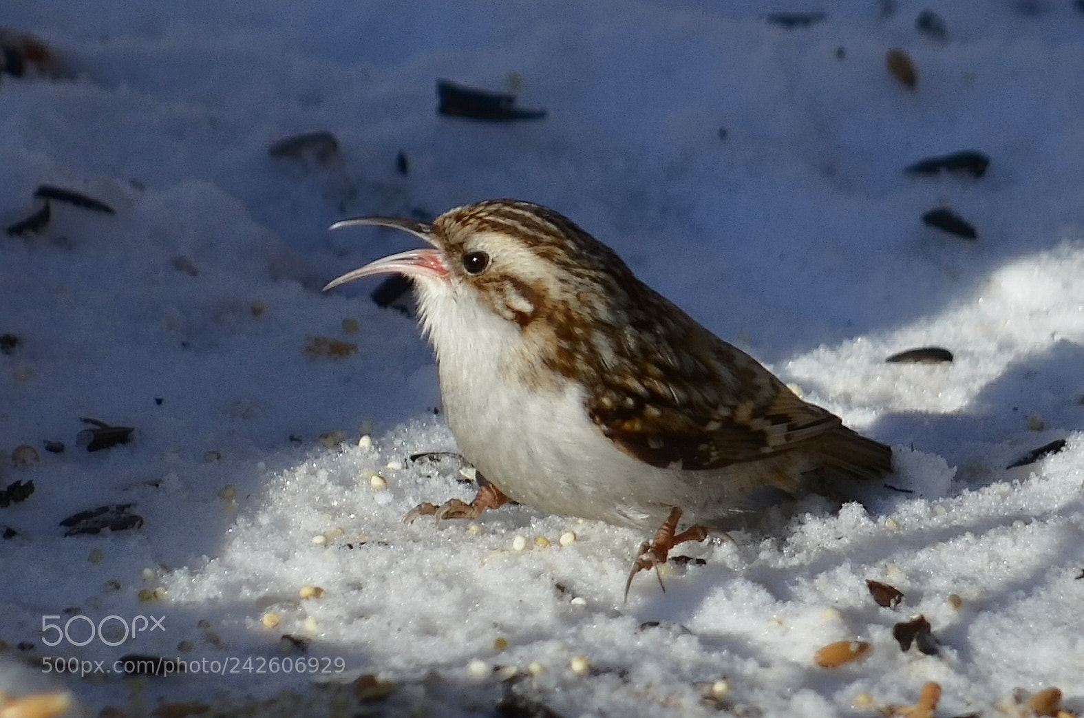 Nikon D5100 sample photo. Пищуха photography