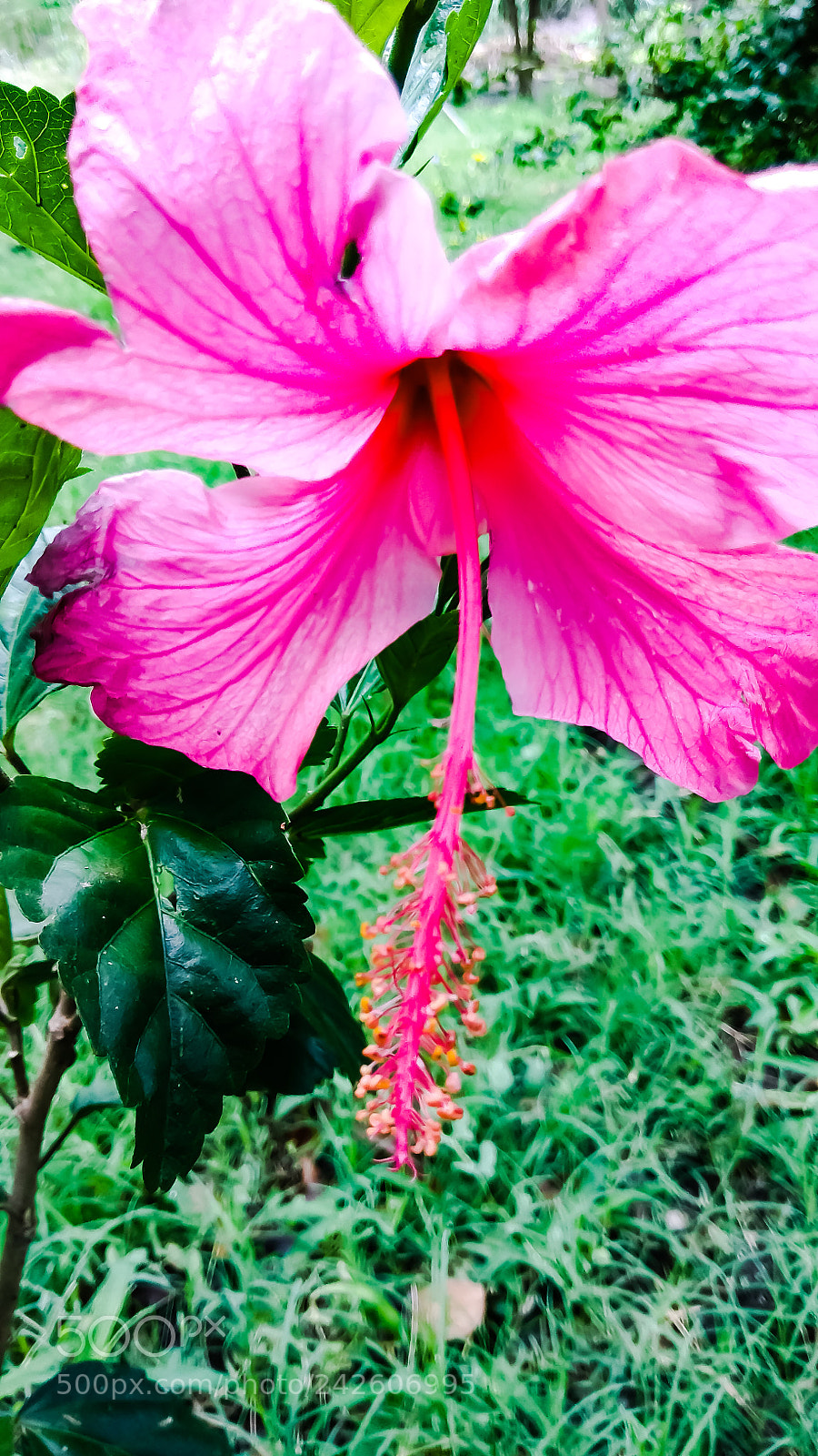 Xiaomi Redmi Note 4 sample photo. Untitled photography