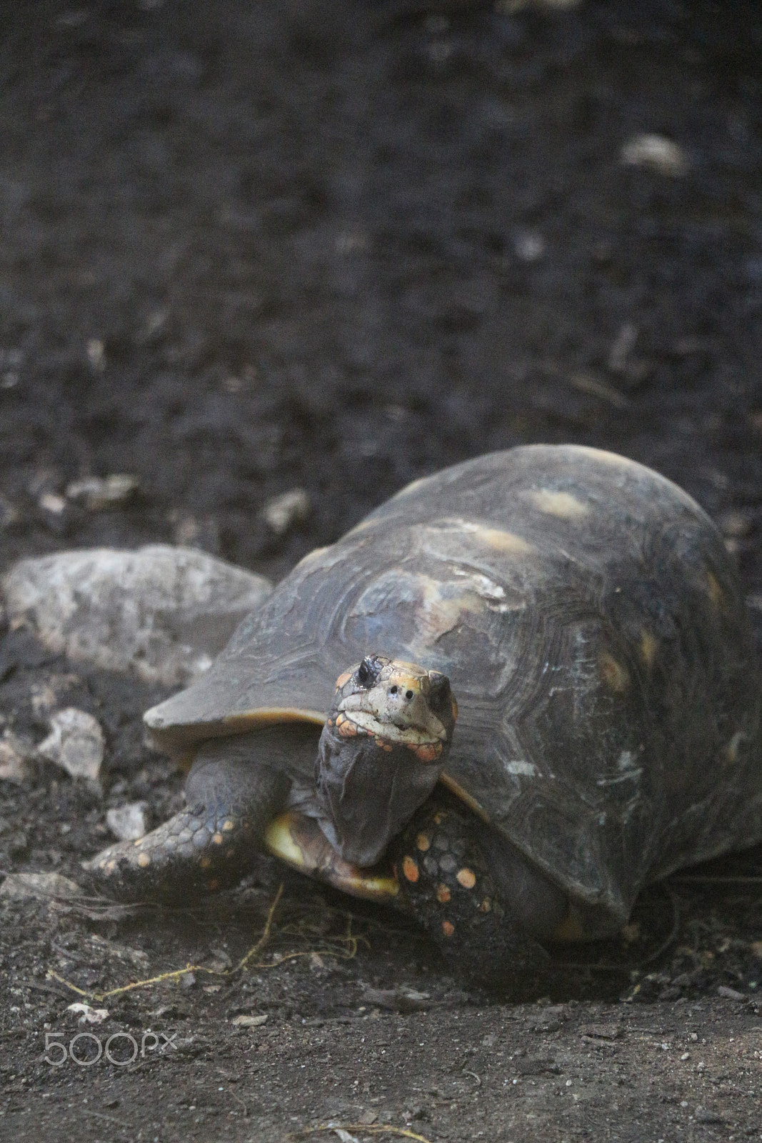 Canon EOS 650D (EOS Rebel T4i / EOS Kiss X6i) sample photo. Portrait of turtle photography