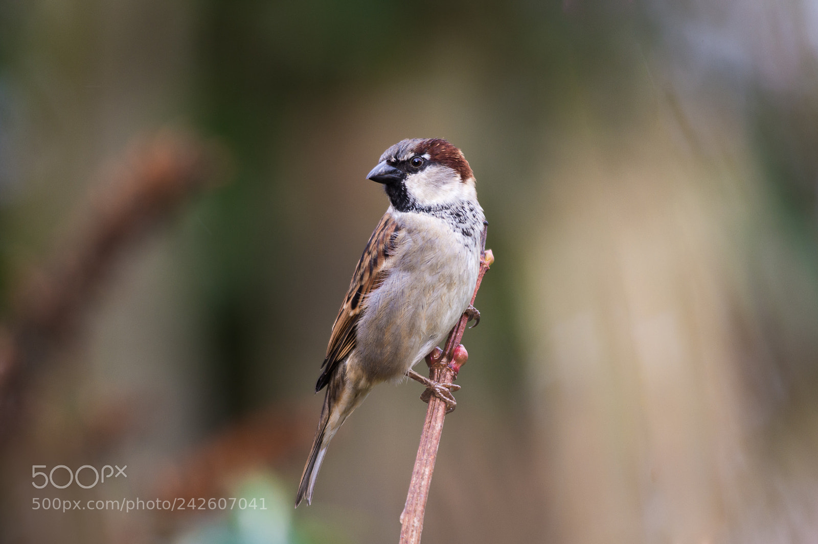 Nikon D7200 sample photo. Tree sparrow (passer montanus) photography