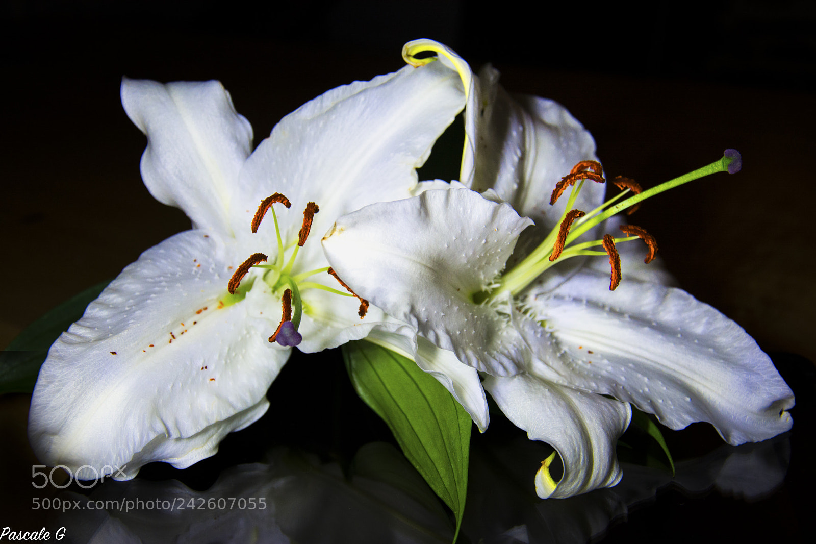 Nikon D7100 sample photo. White lily ; lys blanc photography