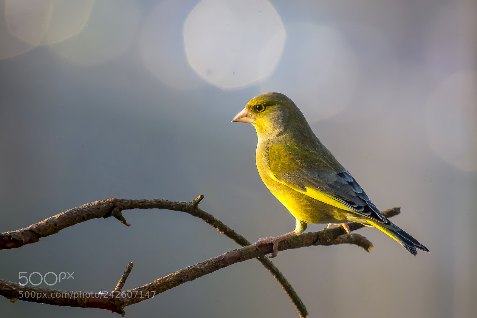 Pentax K-3 sample photo. European greenfinch photography
