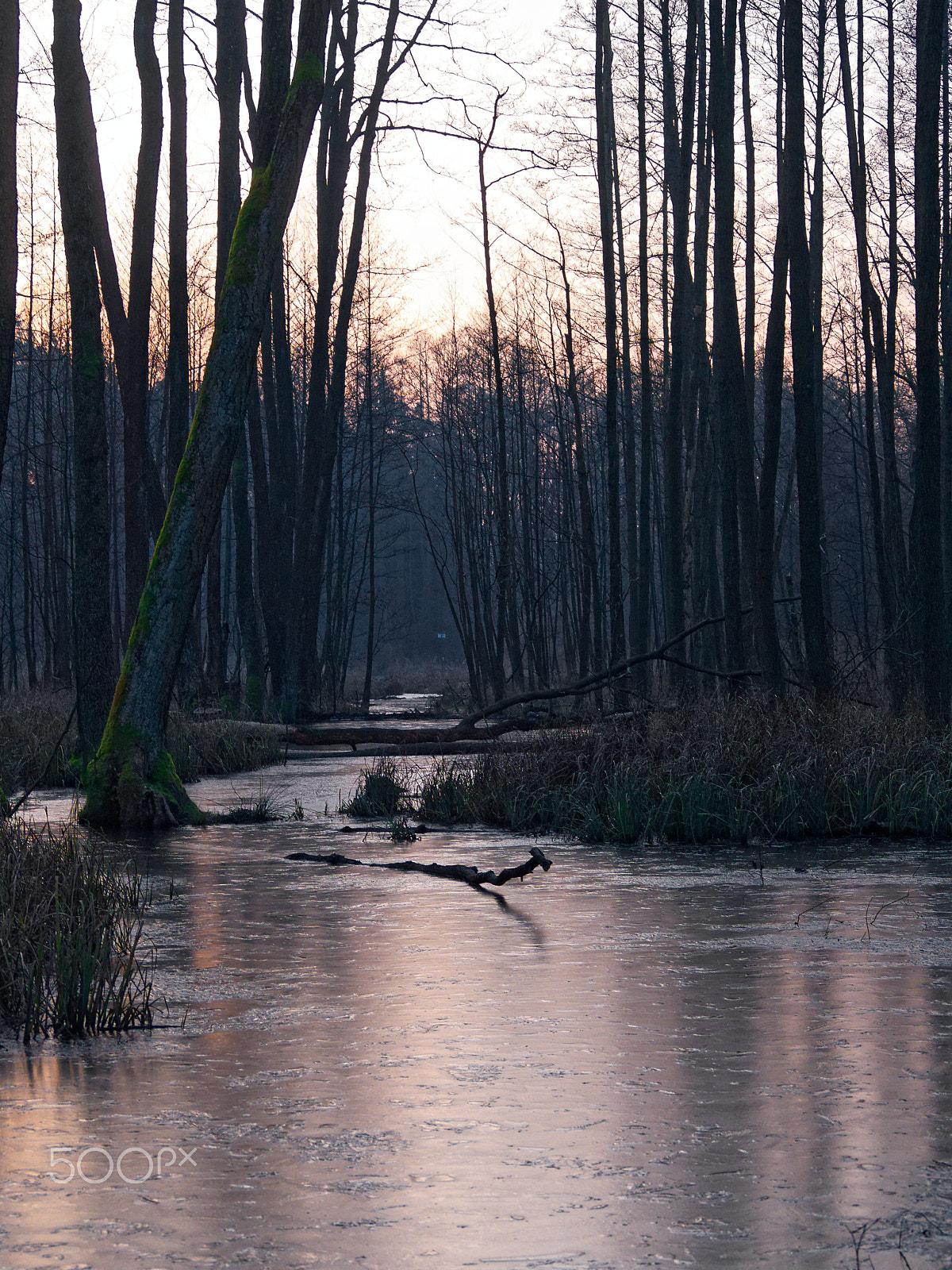 Olympus PEN E-P3 sample photo. Sunrise in the swamps photography