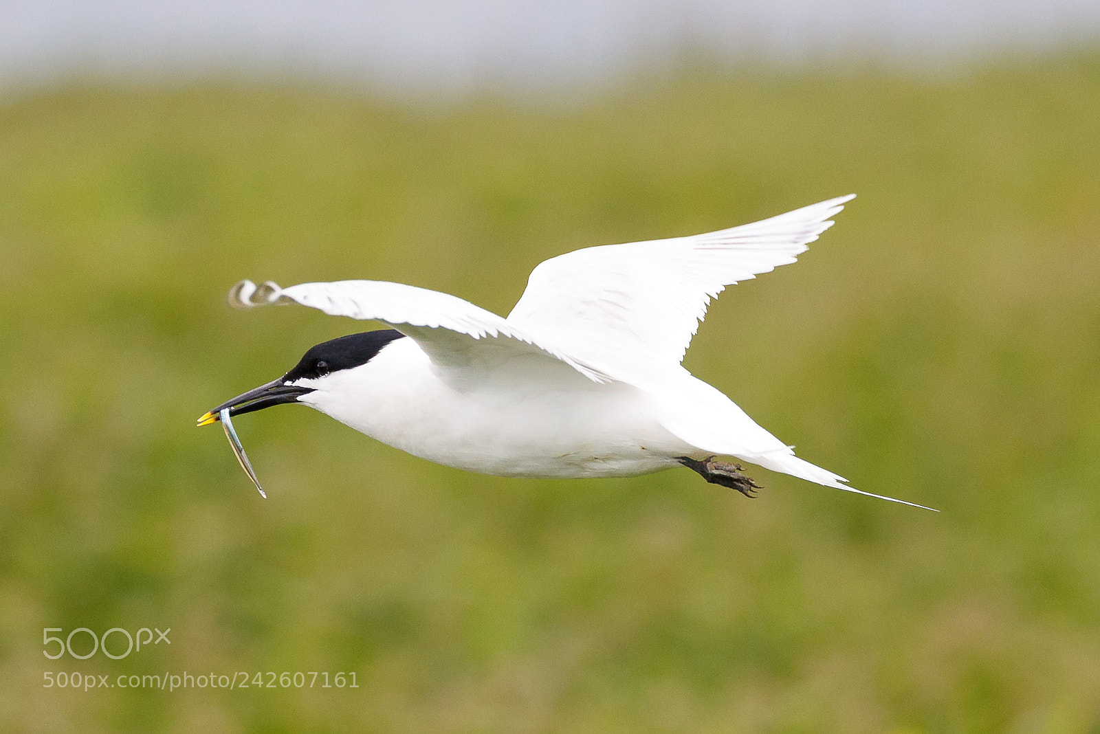 Canon EOS-1D X Mark II sample photo. Sandwich tern photography