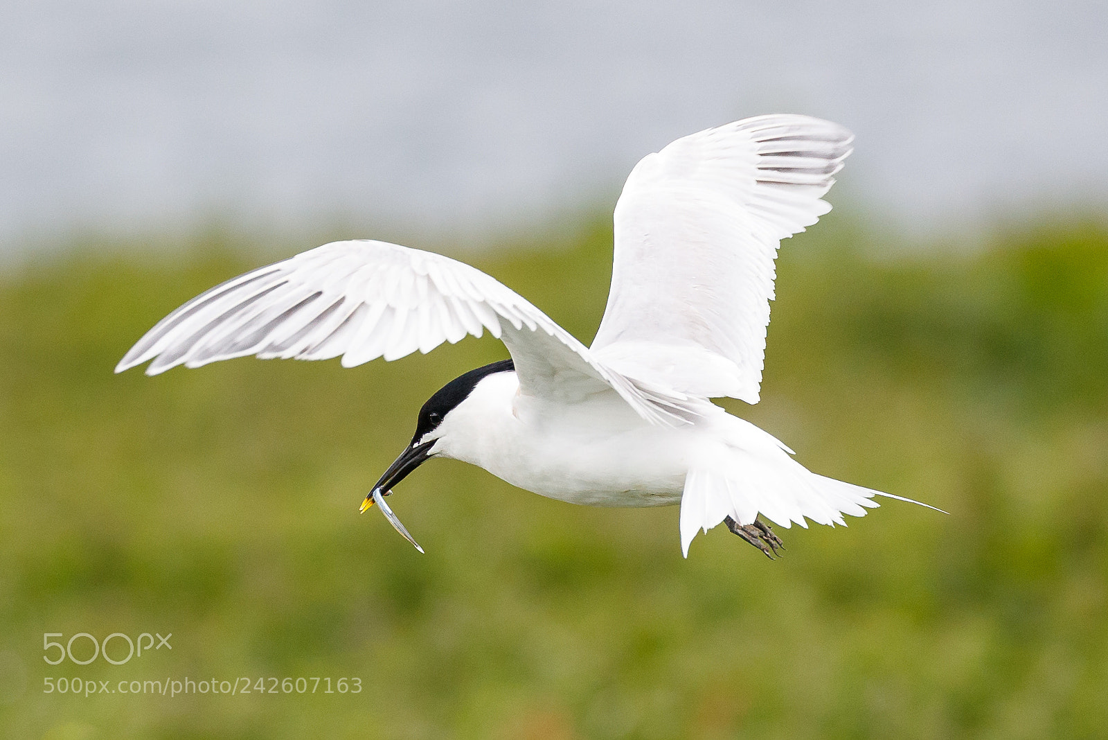 Canon EOS-1D X Mark II sample photo. Sandwich tern photography