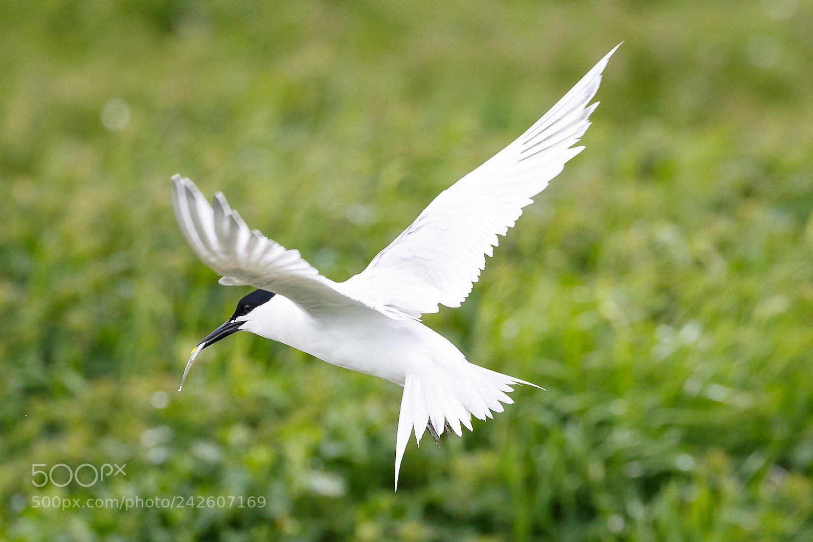 Canon EOS-1D X Mark II sample photo. Sandwich tern photography