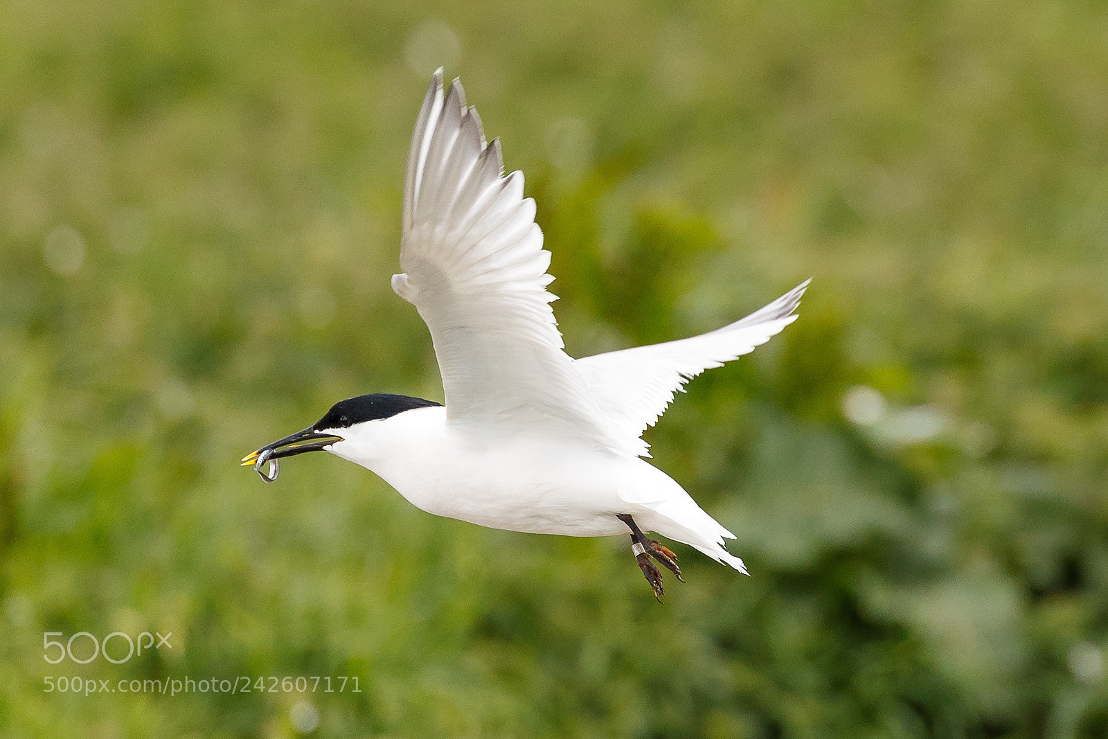Canon EOS-1D X Mark II sample photo. Sandwich tern photography