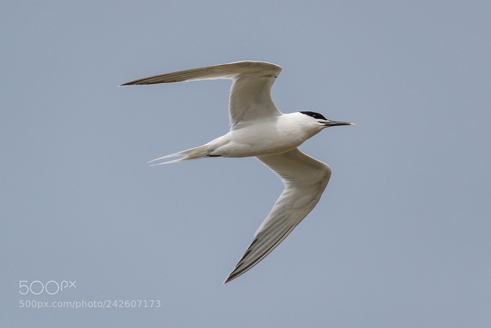 Canon EOS-1D X Mark II sample photo. Sandwich tern photography