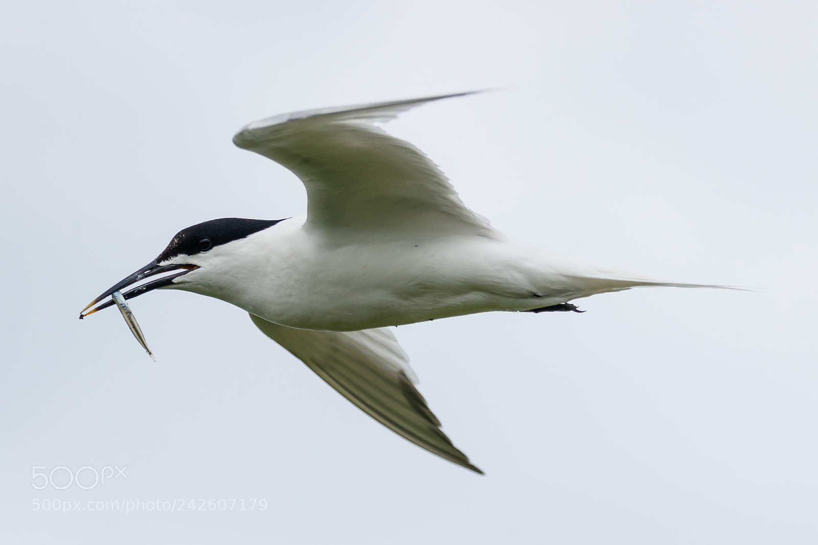 Canon EOS-1D X Mark II sample photo. Sandwich tern photography