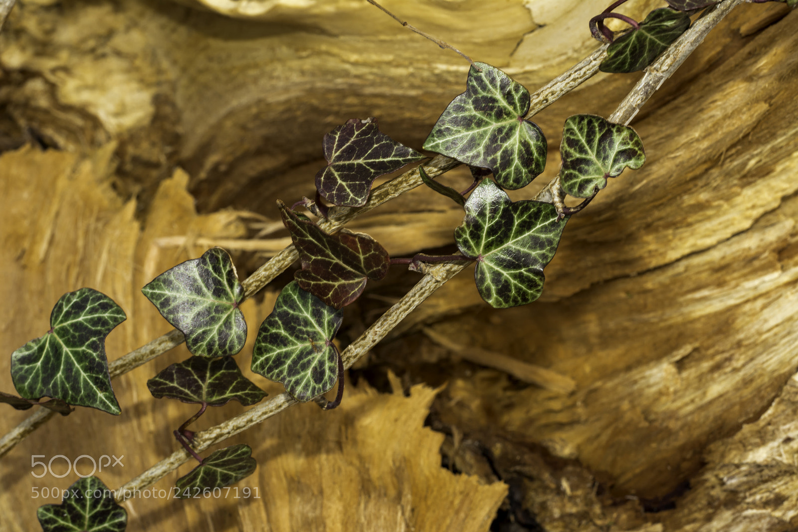 Nikon D7100 sample photo. Leafs photography