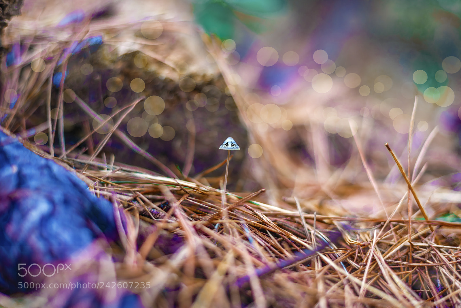 Nikon D810 sample photo. Emo mushroom photography