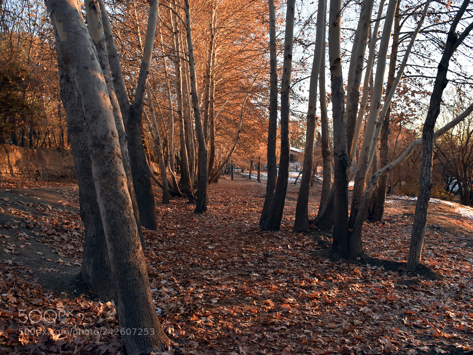 Nikon D5500 sample photo. پاییز رنگارنگ colorful autumn photography