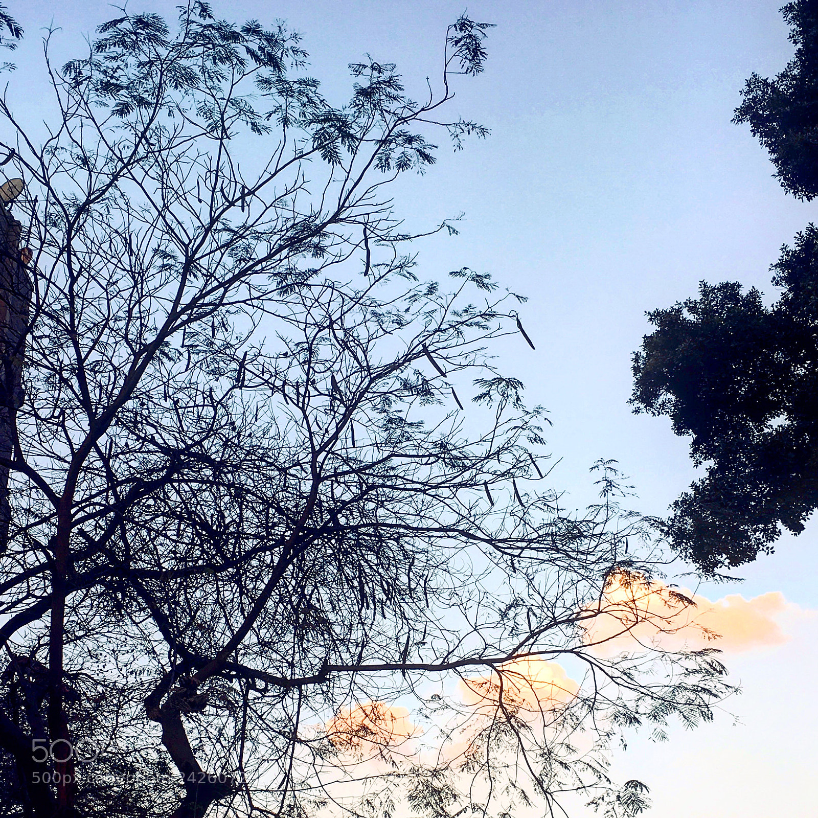 Apple iPhone 6s Plus sample photo. Untitled photography