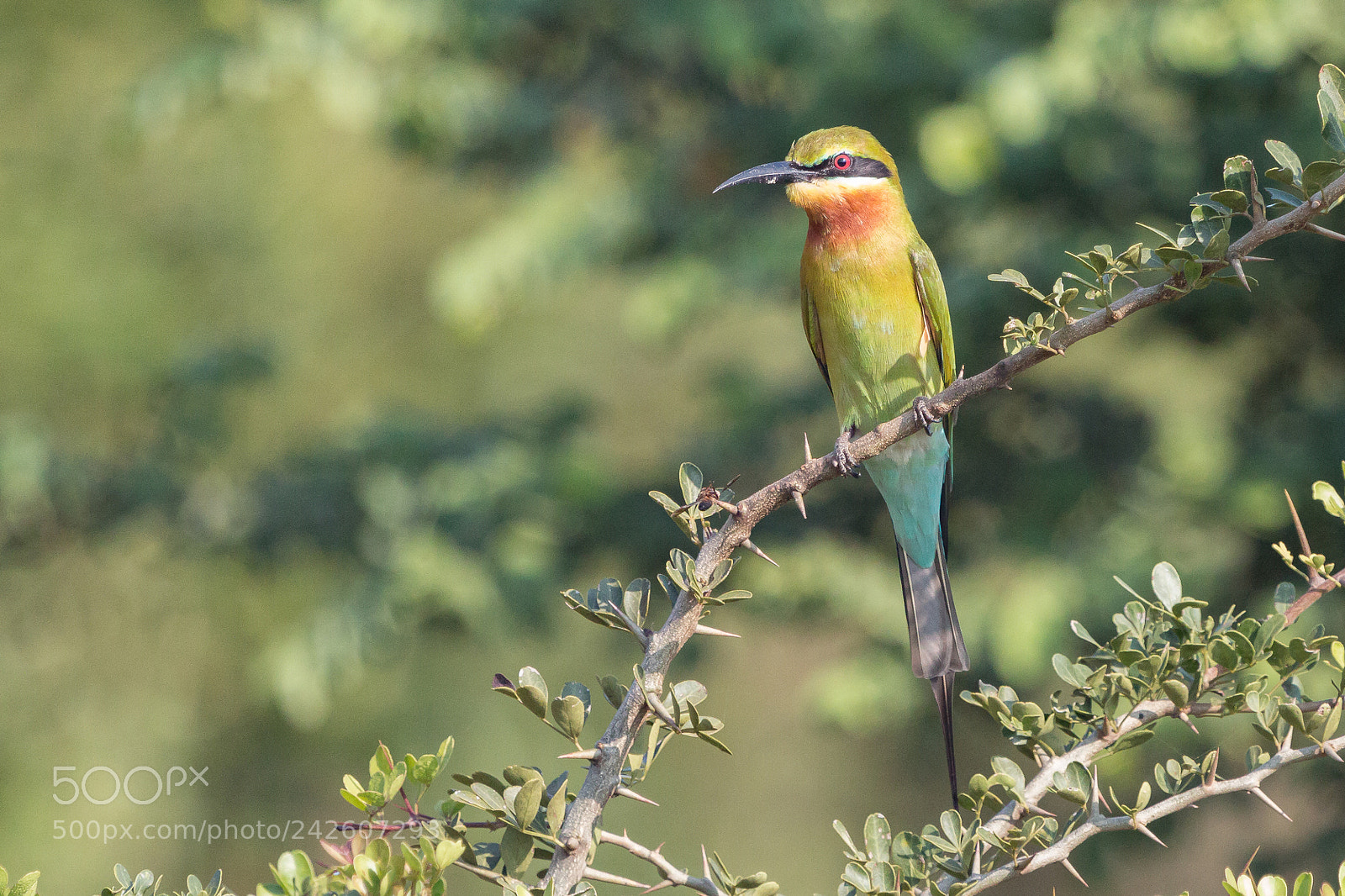 Canon EOS 70D sample photo. Blue tailed bee eater photography