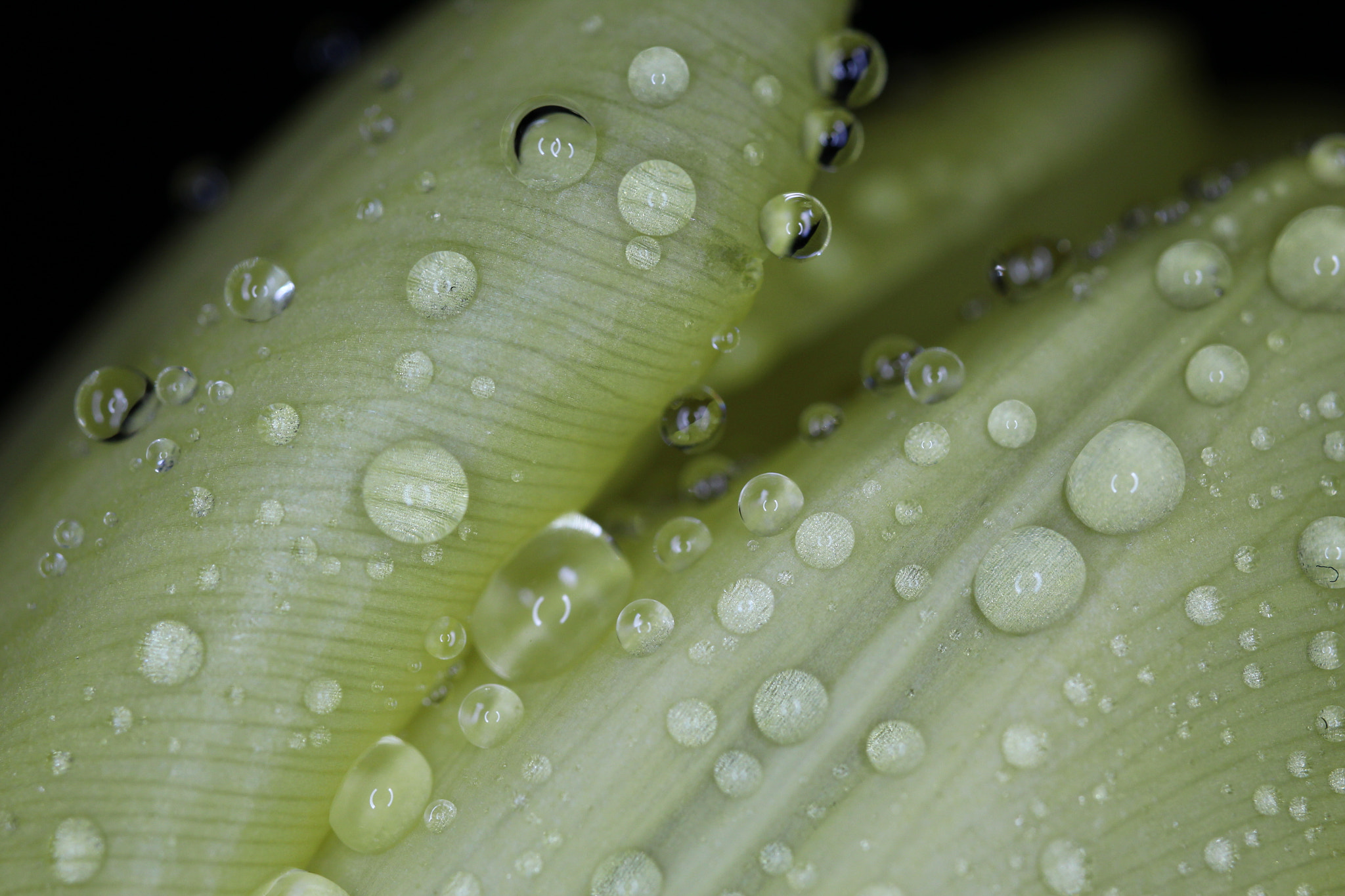 Canon EF-S 35mm F2.8 Macro IS STM sample photo. Drop photography