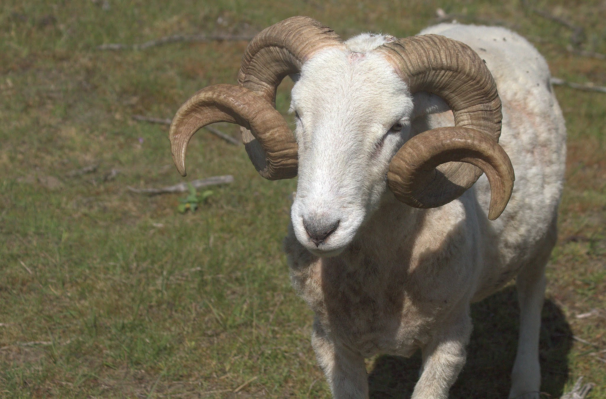 Canon EF 70-300mm F4-5.6 IS USM sample photo. Goat photography