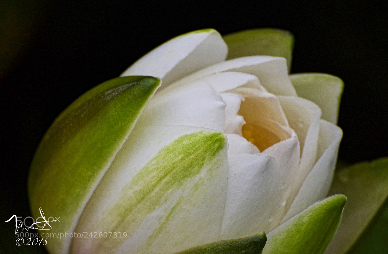 Nikon D750 sample photo. White lotus flower blooming photography