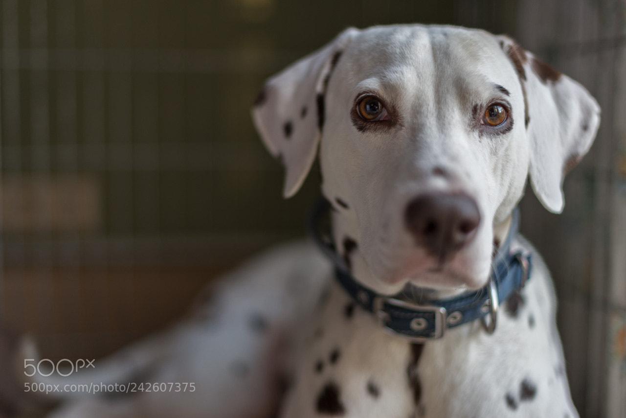 Nikon D600 sample photo. Remco photography