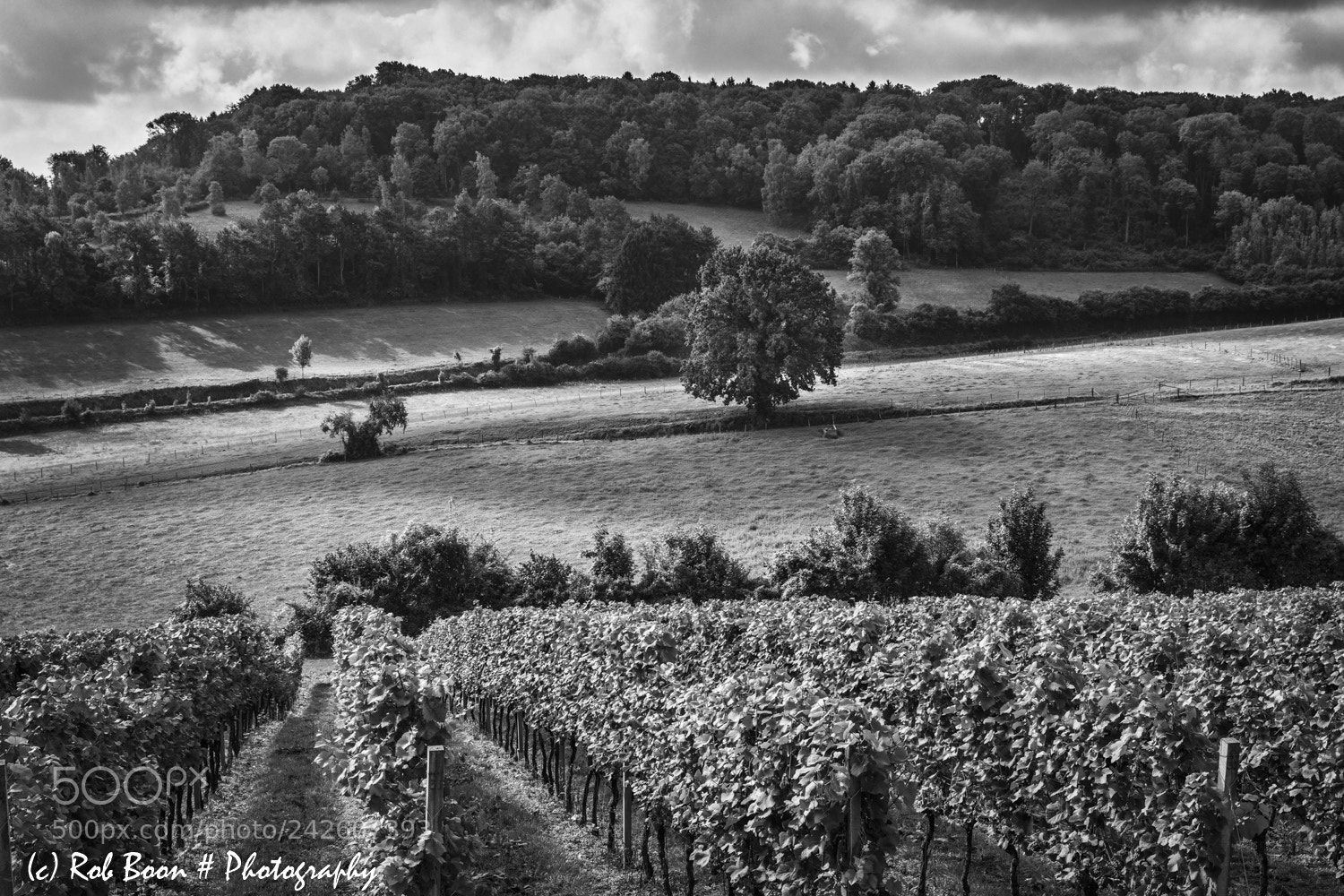 Canon EOS 5DS sample photo. Vineyard @ dodeman 2 photography