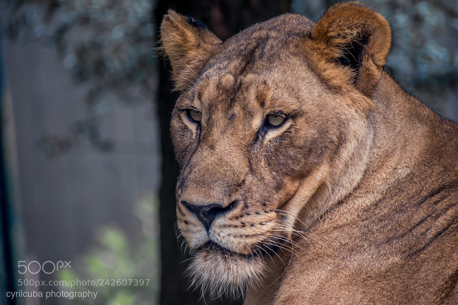 Nikon D5500 sample photo. Big cat photography