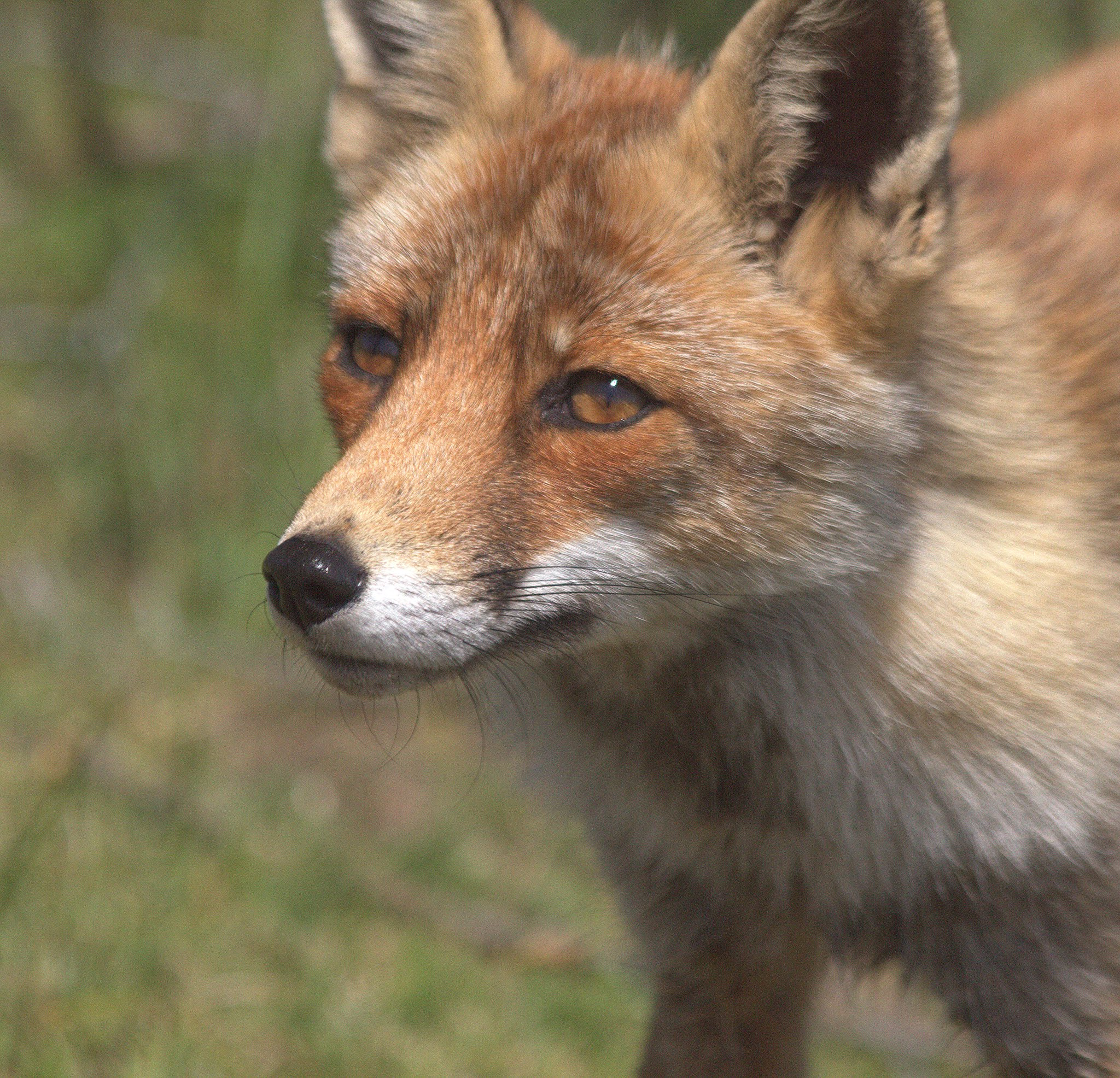 Canon EF 70-300mm F4-5.6 IS USM sample photo. Fox 2 photography