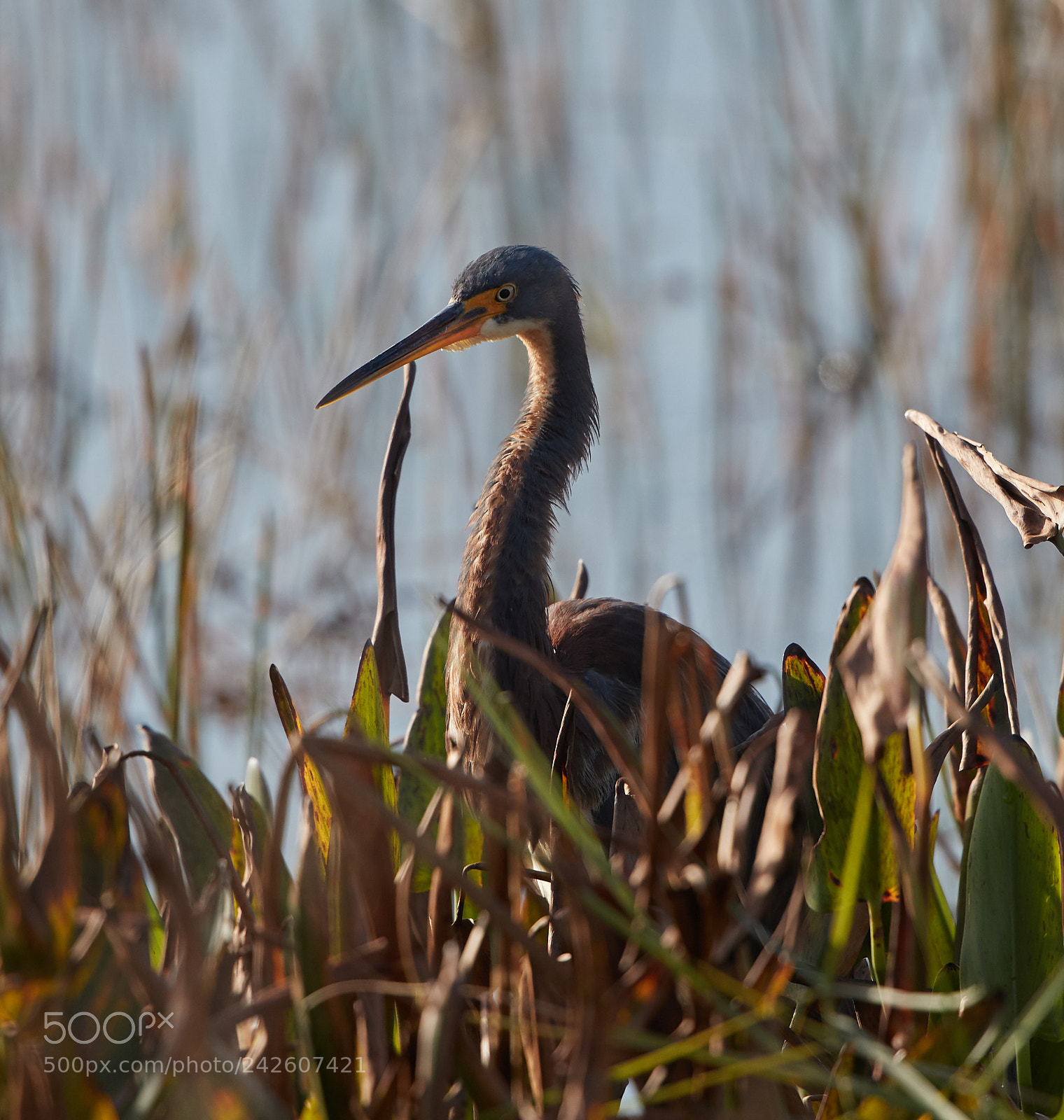 Canon EOS-1D X Mark II sample photo. 01-15-18-9508.jpg photography