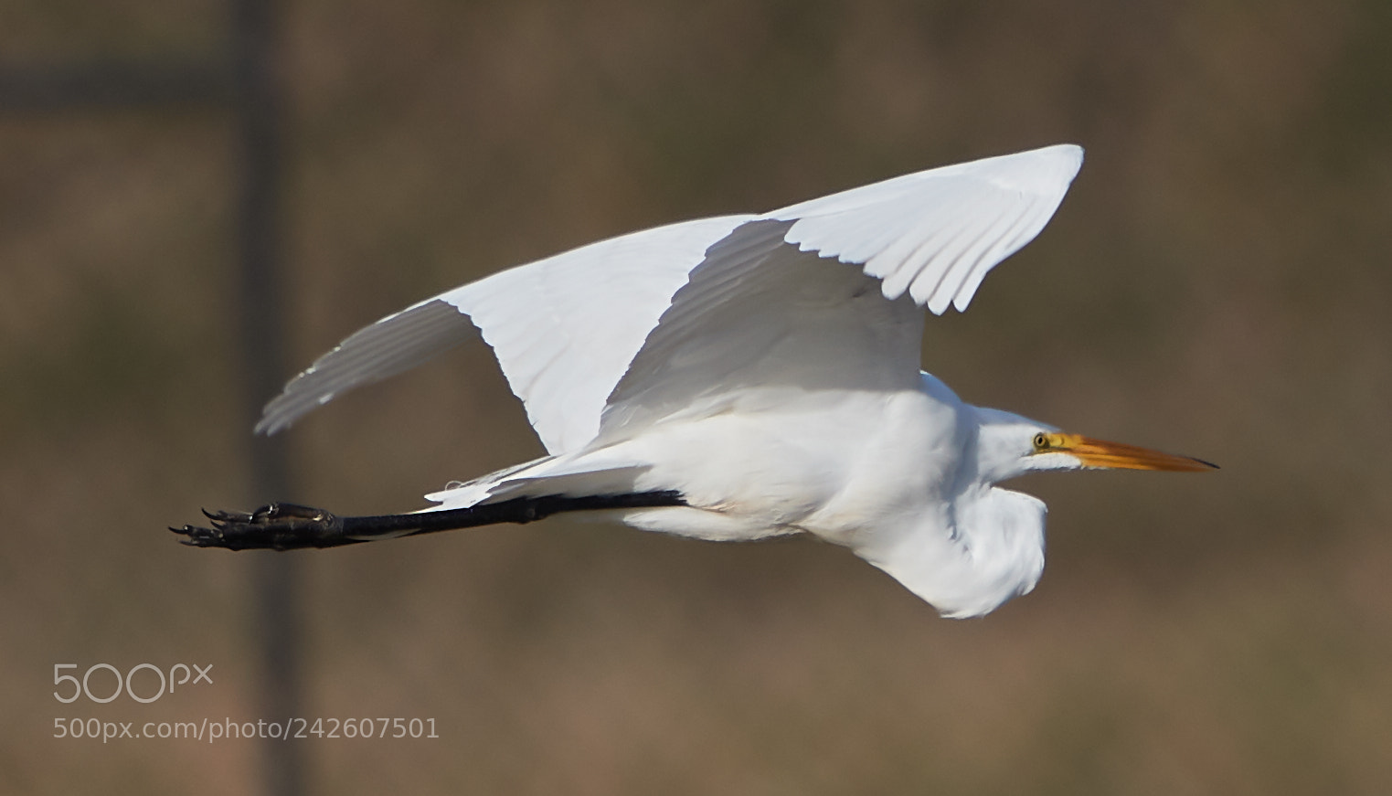Canon EOS-1D X Mark II sample photo. 01-15-18-9493.jpg photography