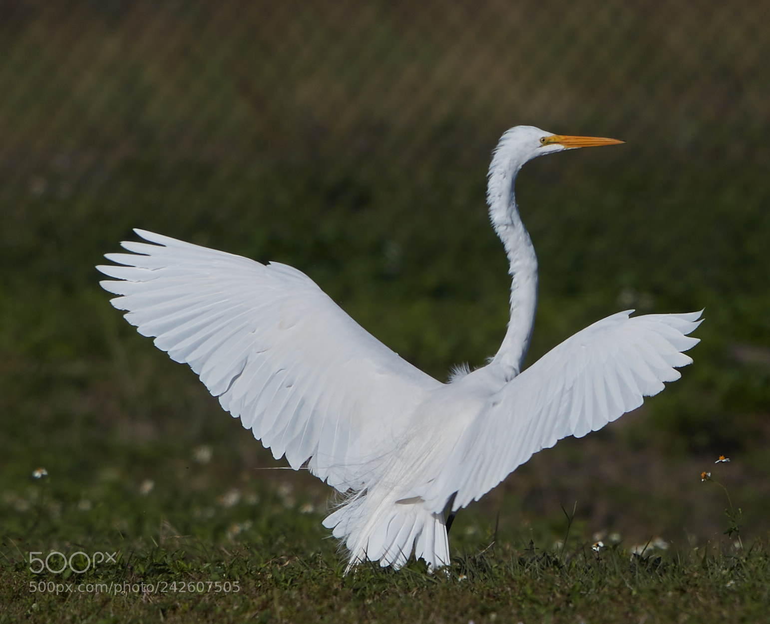 Canon EOS-1D X Mark II sample photo. 01-15-18-9491.jpg photography