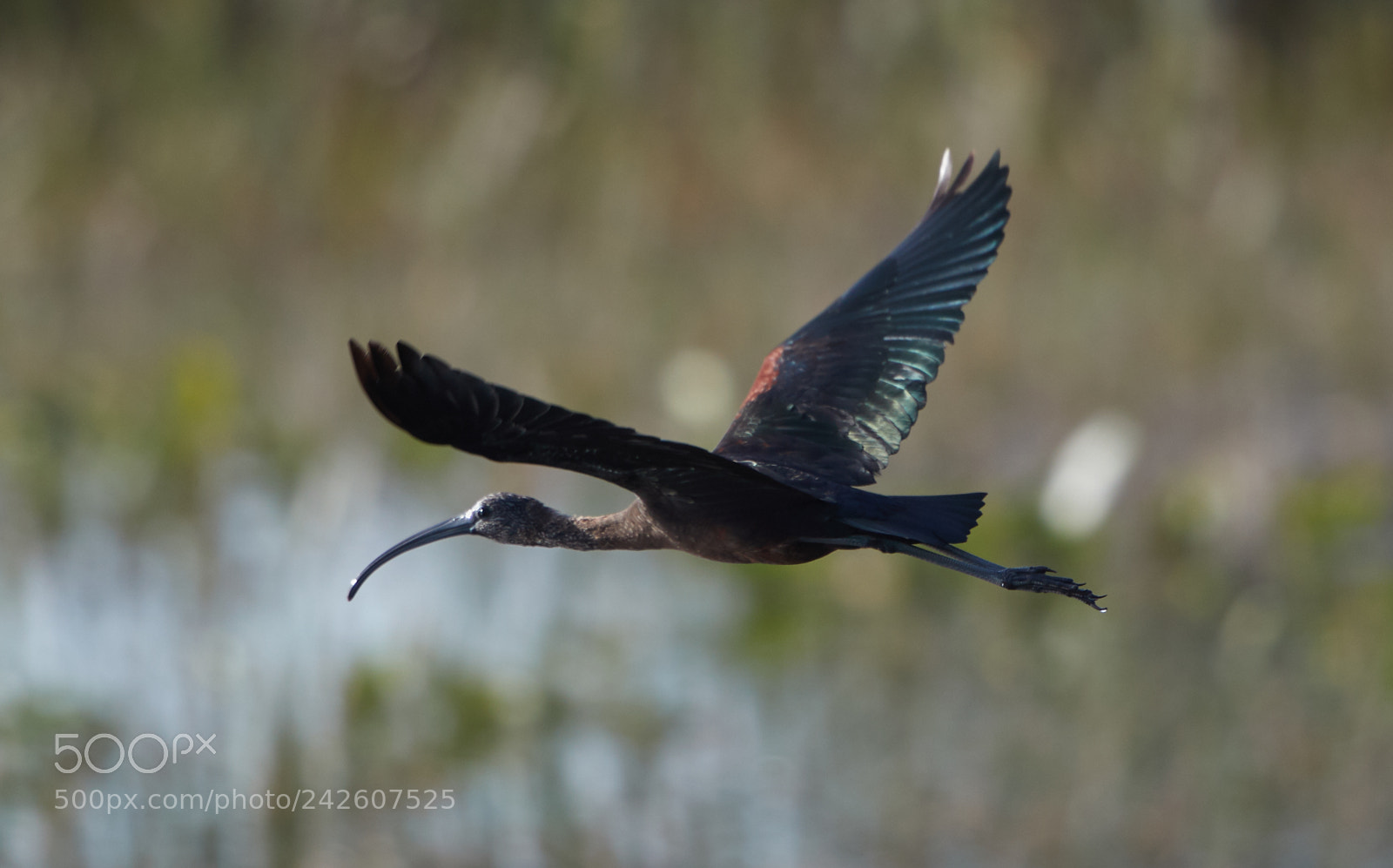 Canon EOS-1D X Mark II sample photo. 01-15-18-9474.jpg photography