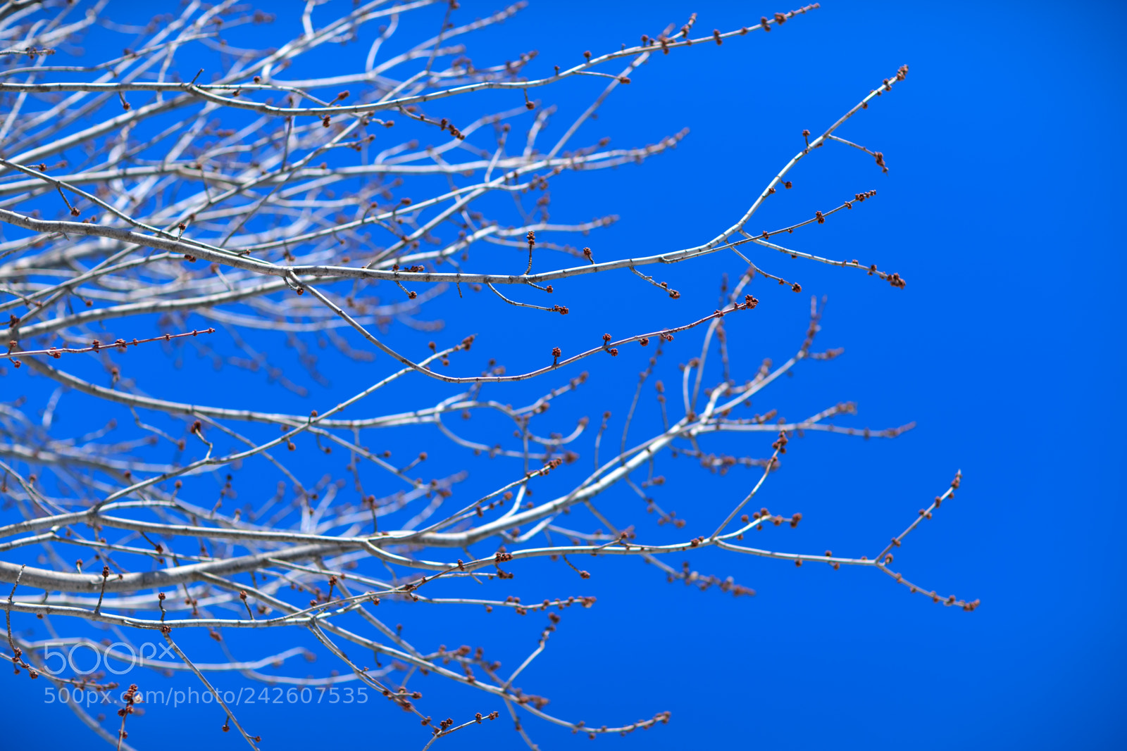 Canon EOS-1D X Mark II sample photo. Budded maple tree on photography