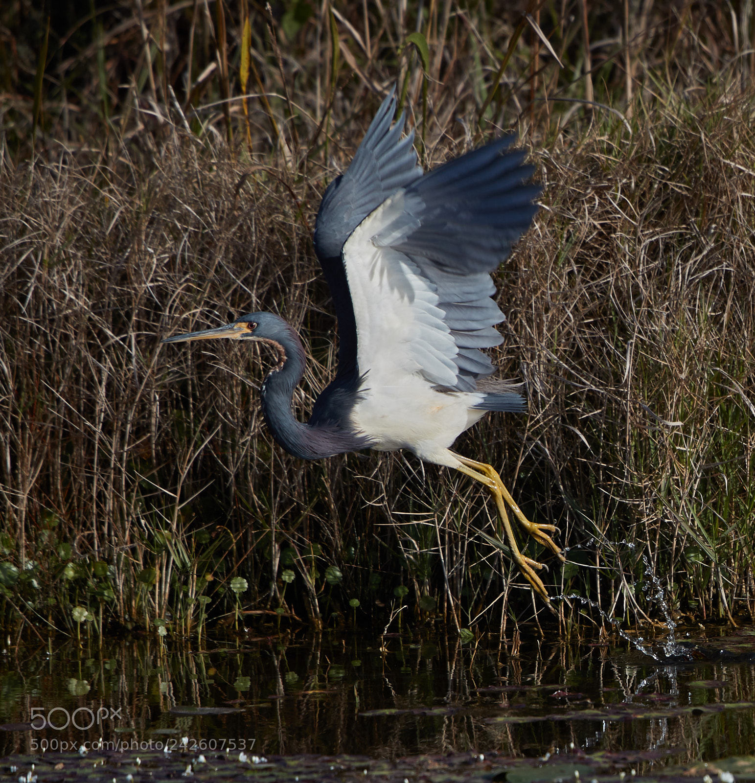 Canon EOS-1D X Mark II sample photo. 01-15-18-9465.jpg photography