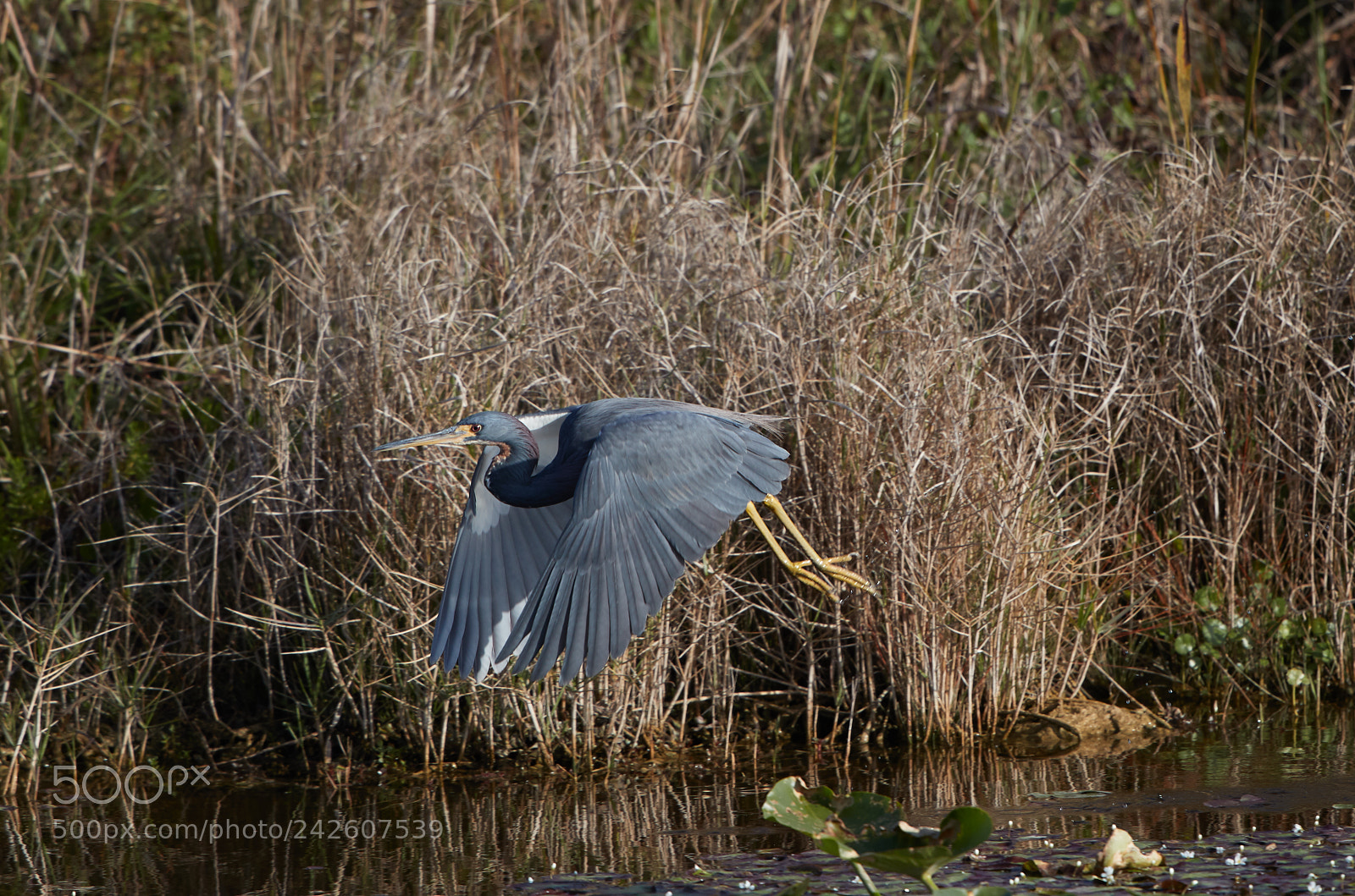 Canon EOS-1D X Mark II sample photo. 01-15-18-9463 2.jpg photography