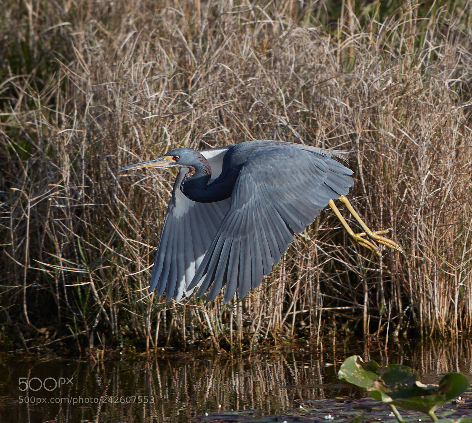 Canon EOS-1D X Mark II sample photo. 01-15-18-9463 1.jpg photography