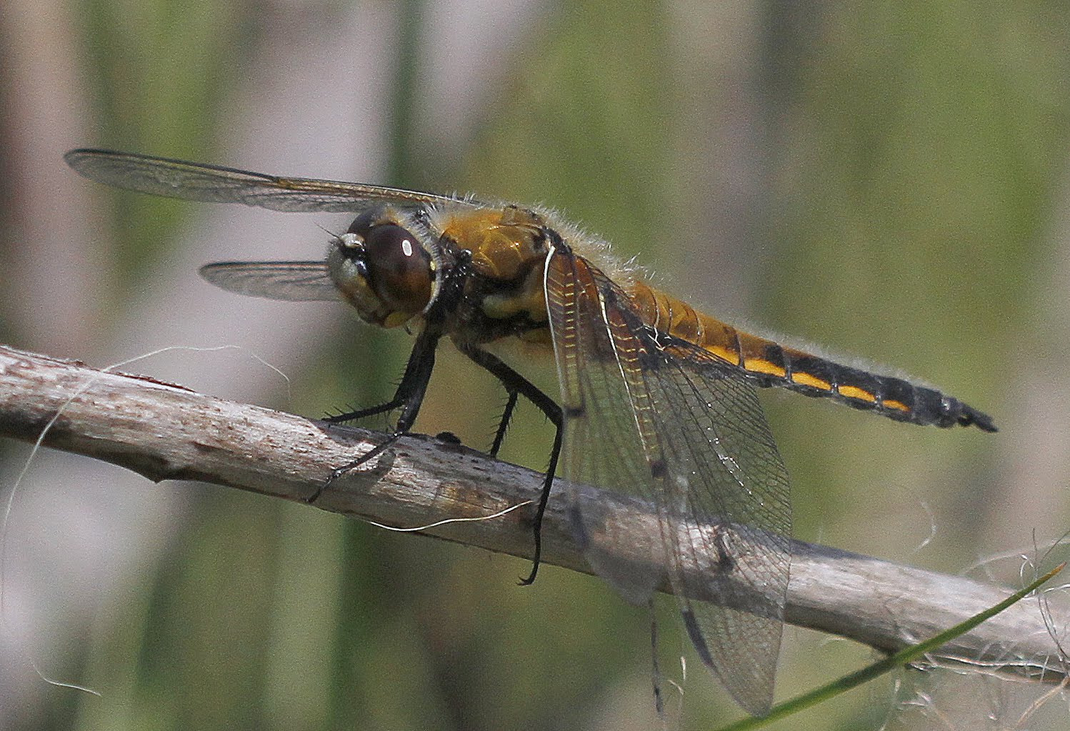 Canon EF 100mm F2.8 Macro USM sample photo. Libelle photography