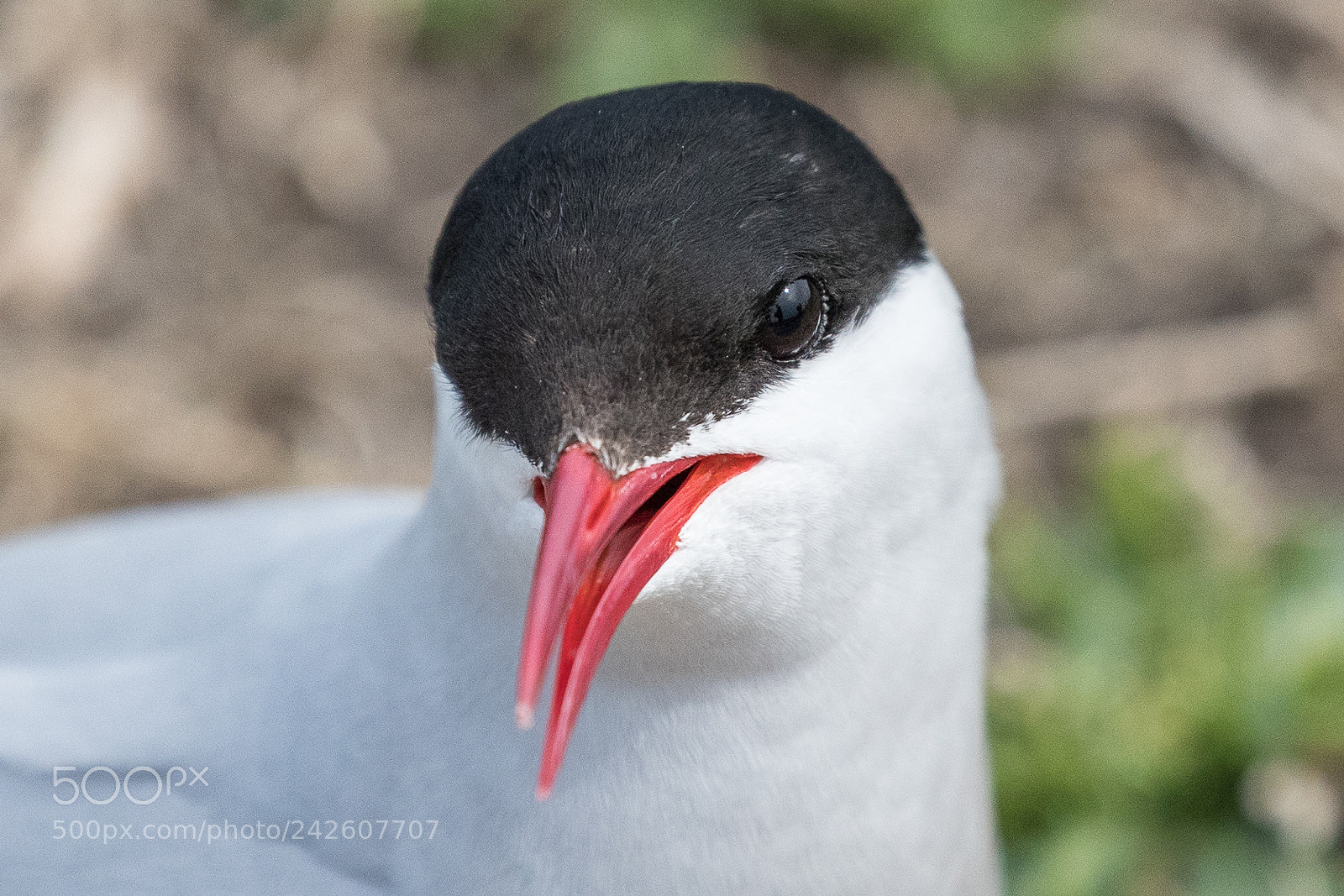 Canon EOS-1D X Mark II sample photo. Arctic tern photography