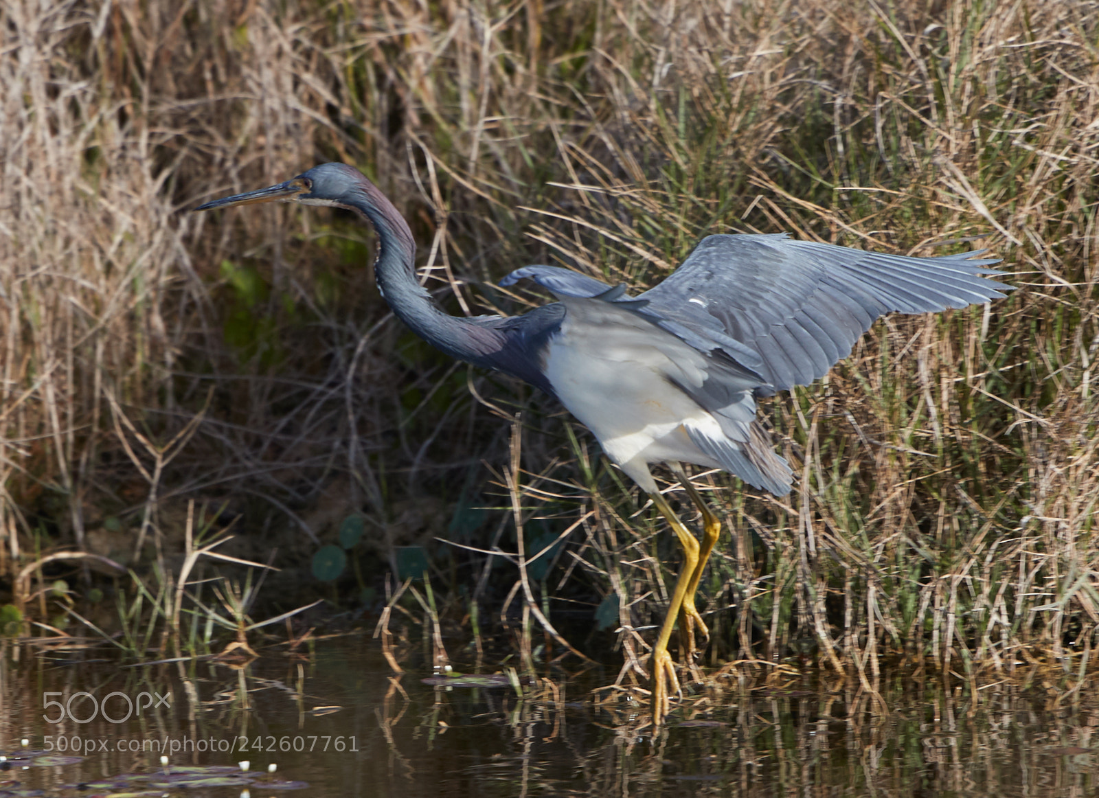 Canon EOS-1D X Mark II sample photo. 01-15-18-94581.jpg photography