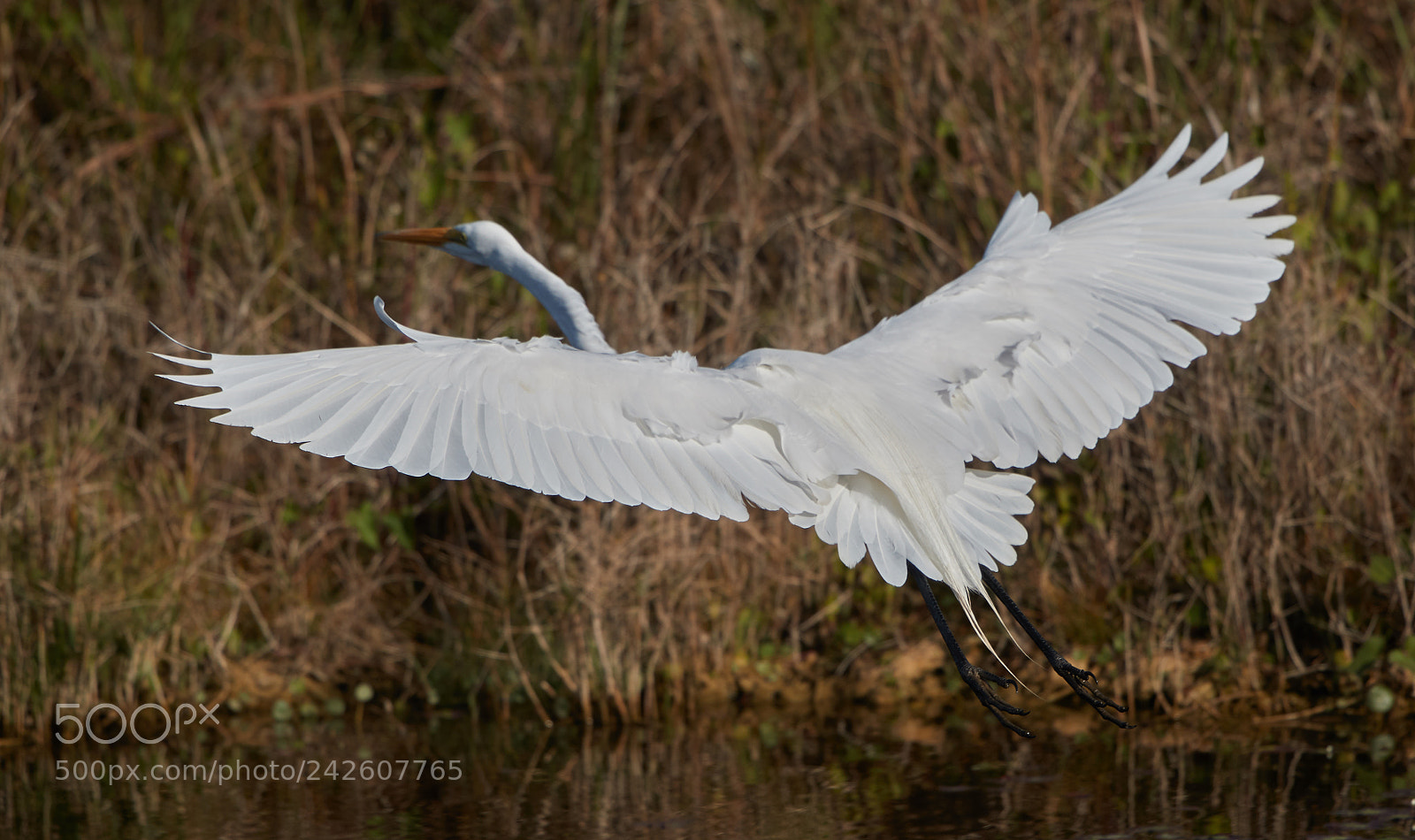 Canon EOS-1D X Mark II sample photo. 01-15-18-94471.jpg photography