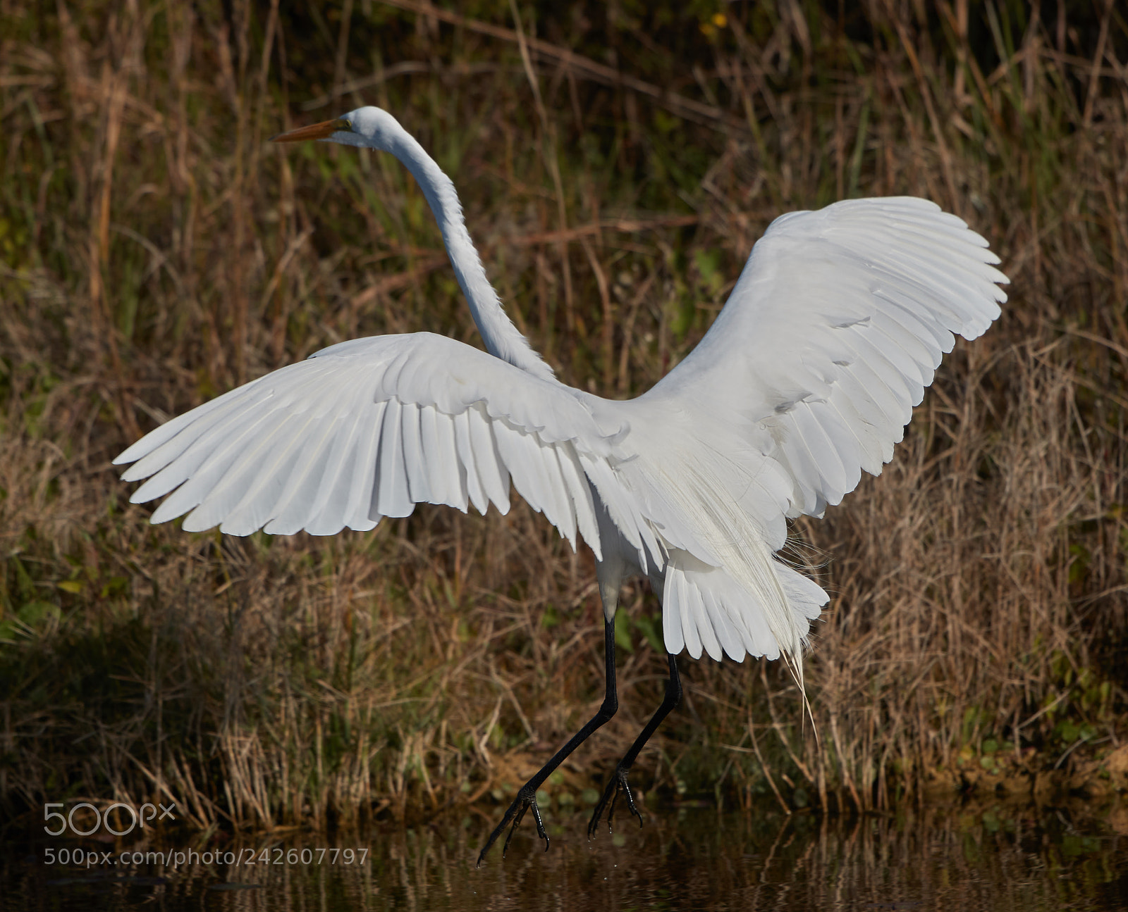 Canon EOS-1D X Mark II sample photo. 01-15-18-94461.jpg photography
