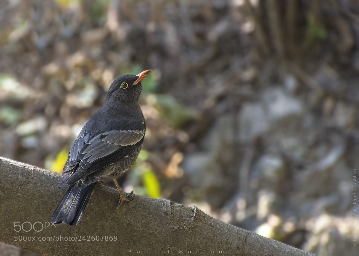 Nikon D7200 sample photo. Grey-winged black bird photography
