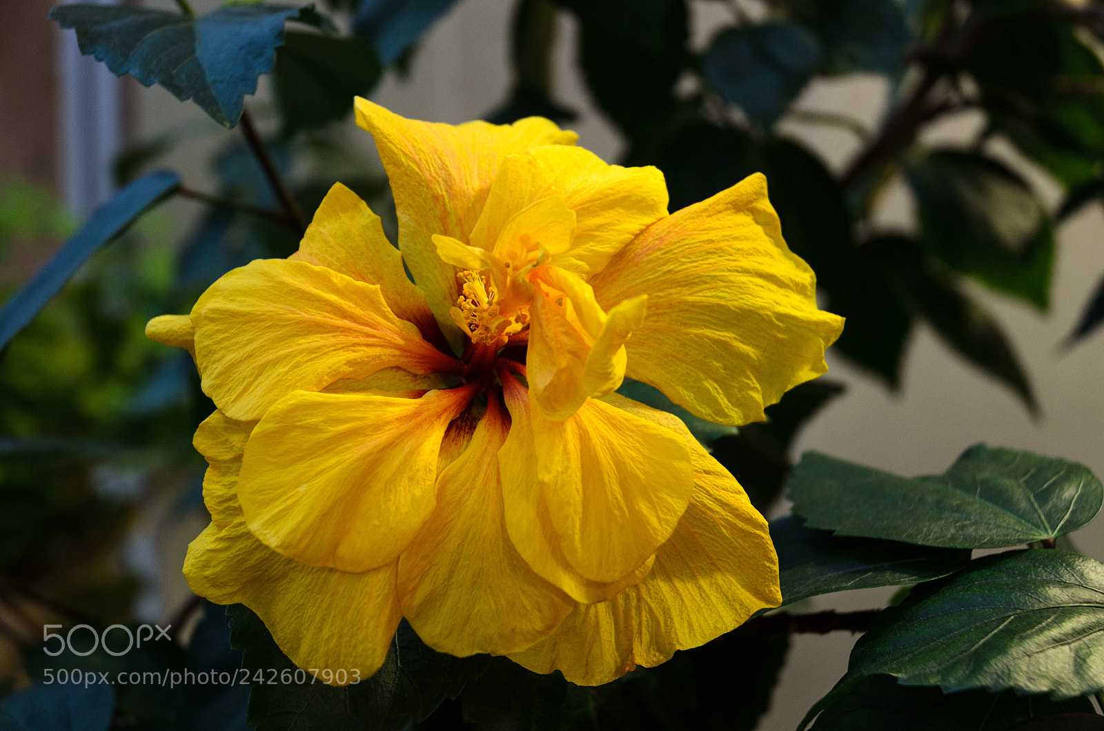 Nikon D5100 sample photo. 264 photography