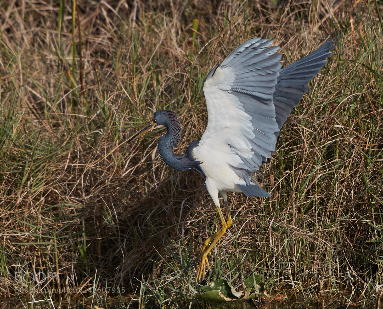 Canon EOS-1D X Mark II sample photo. 01-15-18-94291.jpg photography