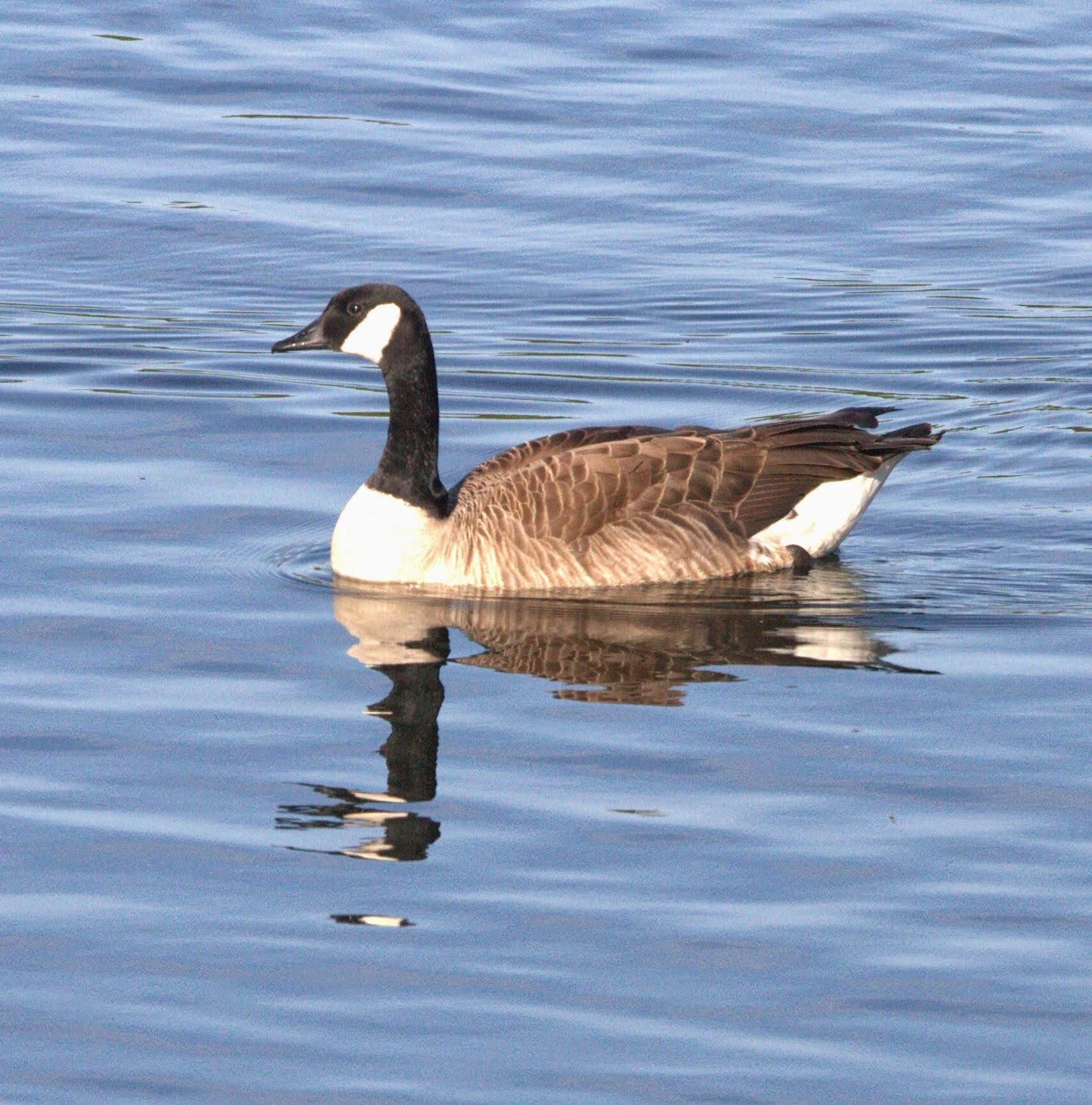 Canon EF 300mm F2.8L IS USM sample photo. Gans photography