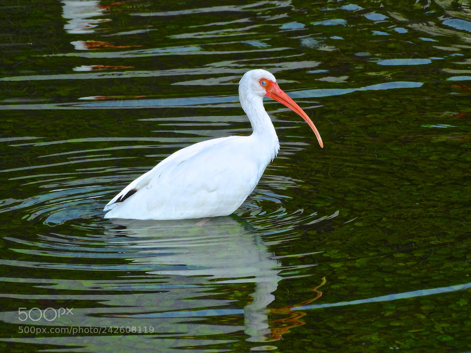 Sony Cyber-shot DSC-HX300 sample photo. Watchful eye photography