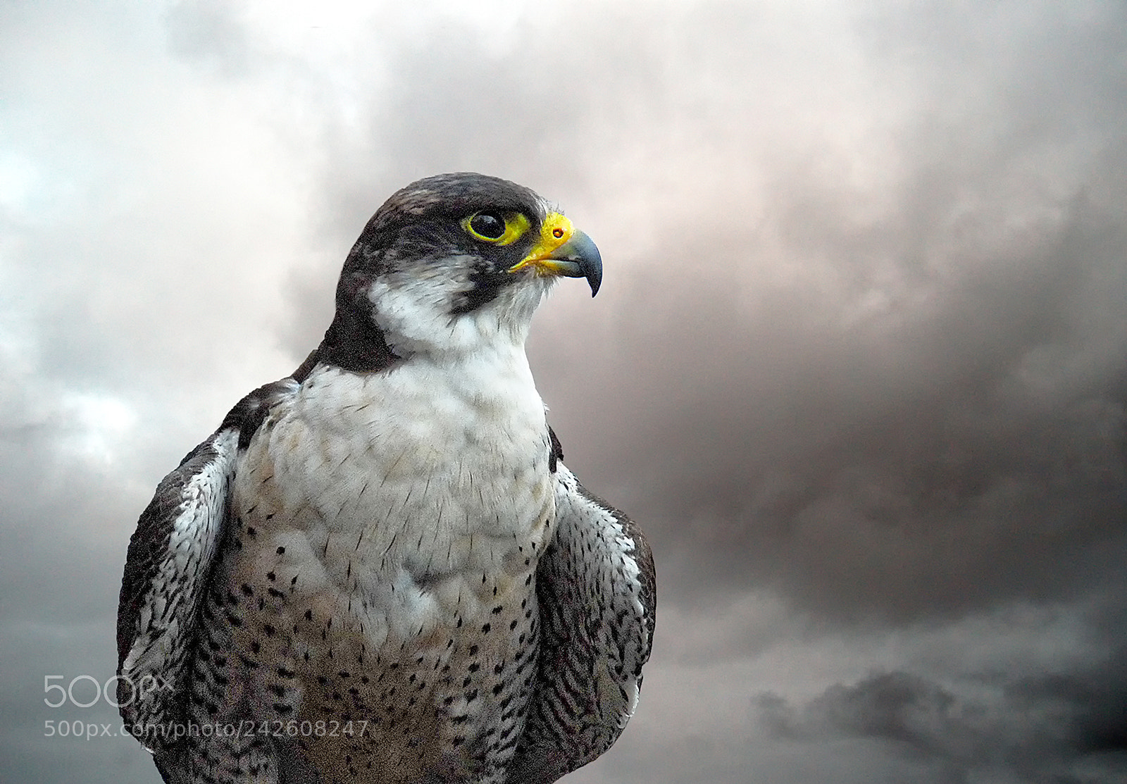 Nikon D800 sample photo. Peregrine (falco peregrinus) photography