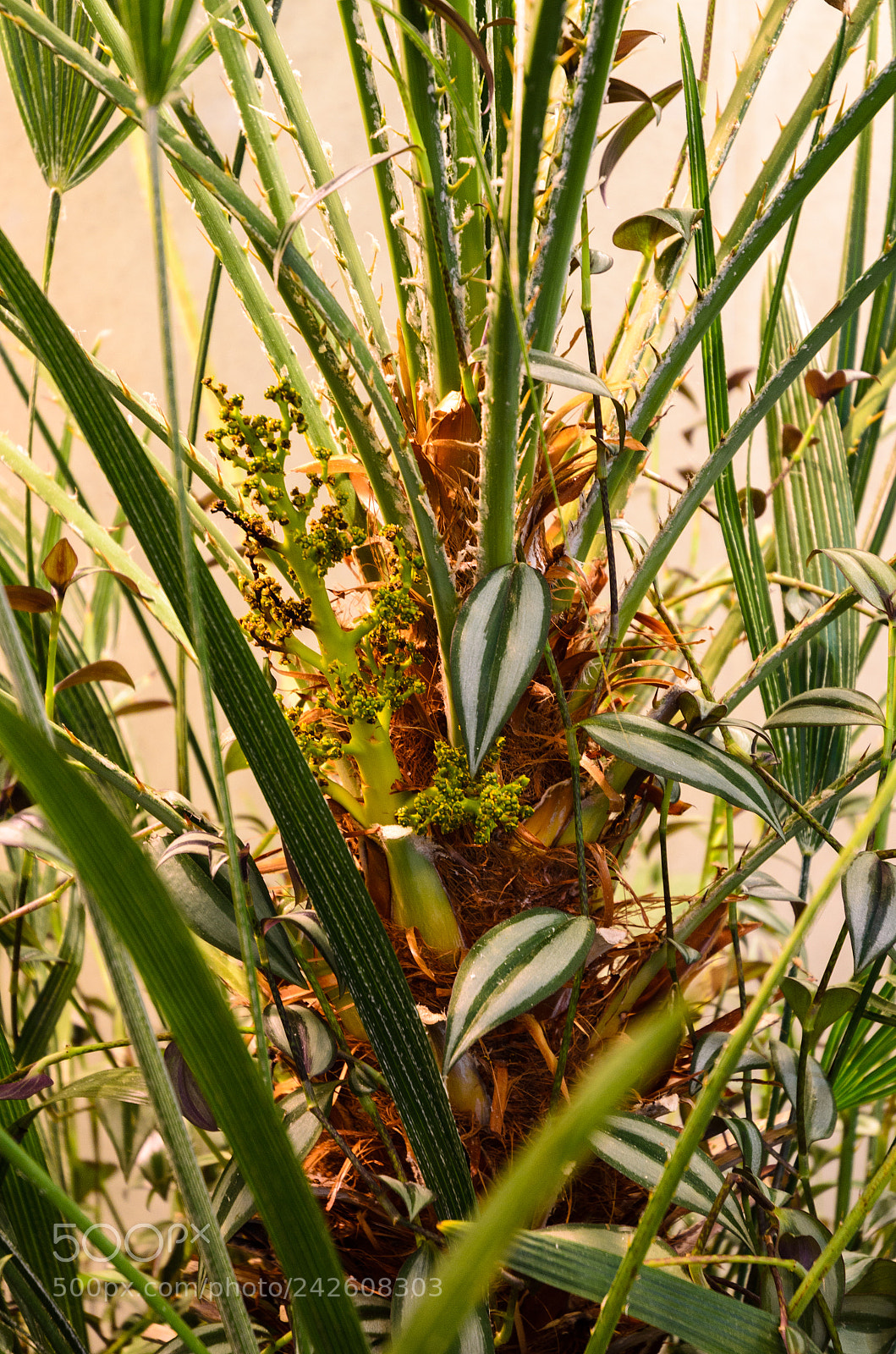Nikon D5100 sample photo. 265 photography