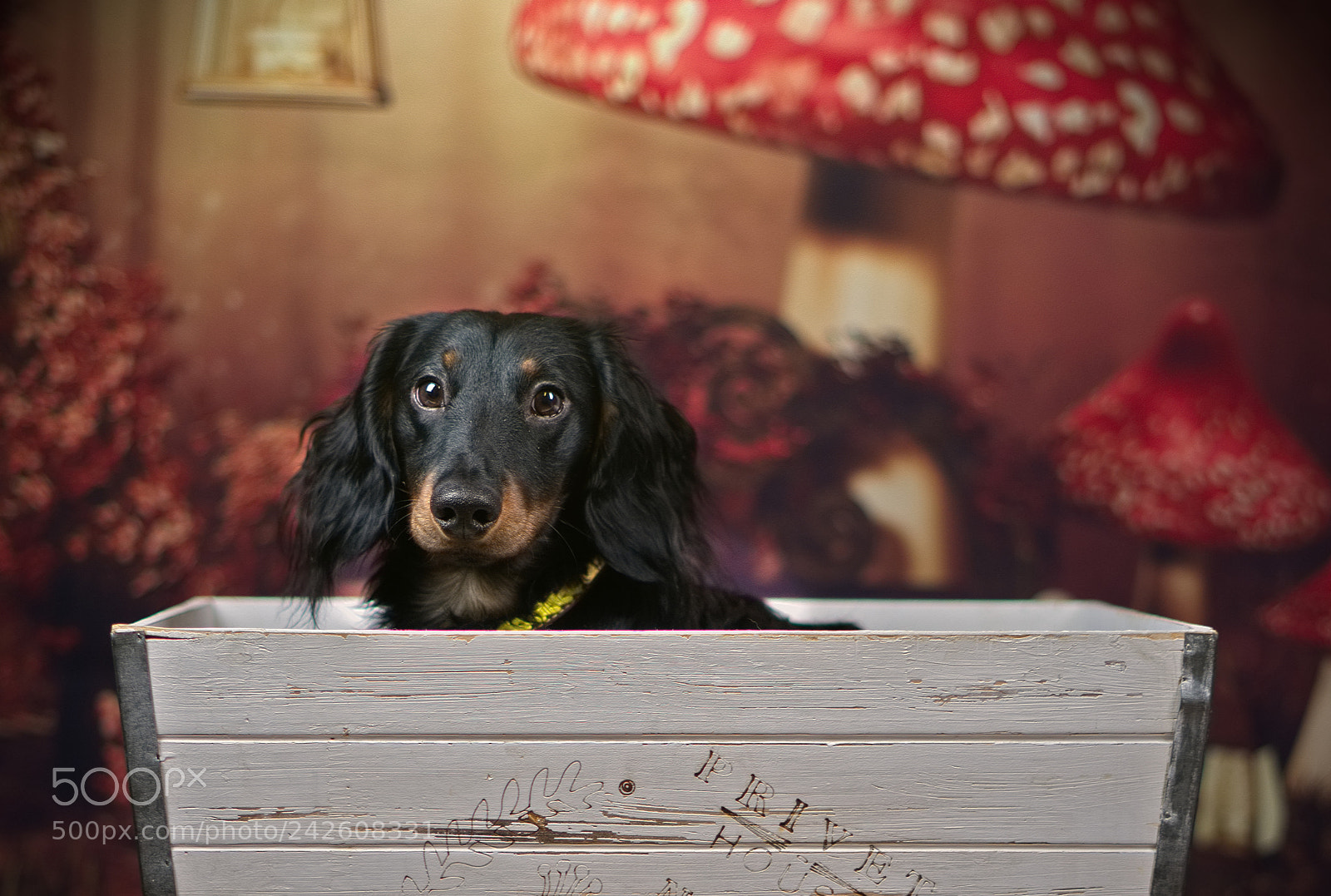 Sony a7 II sample photo. Topi - the celebrity photography