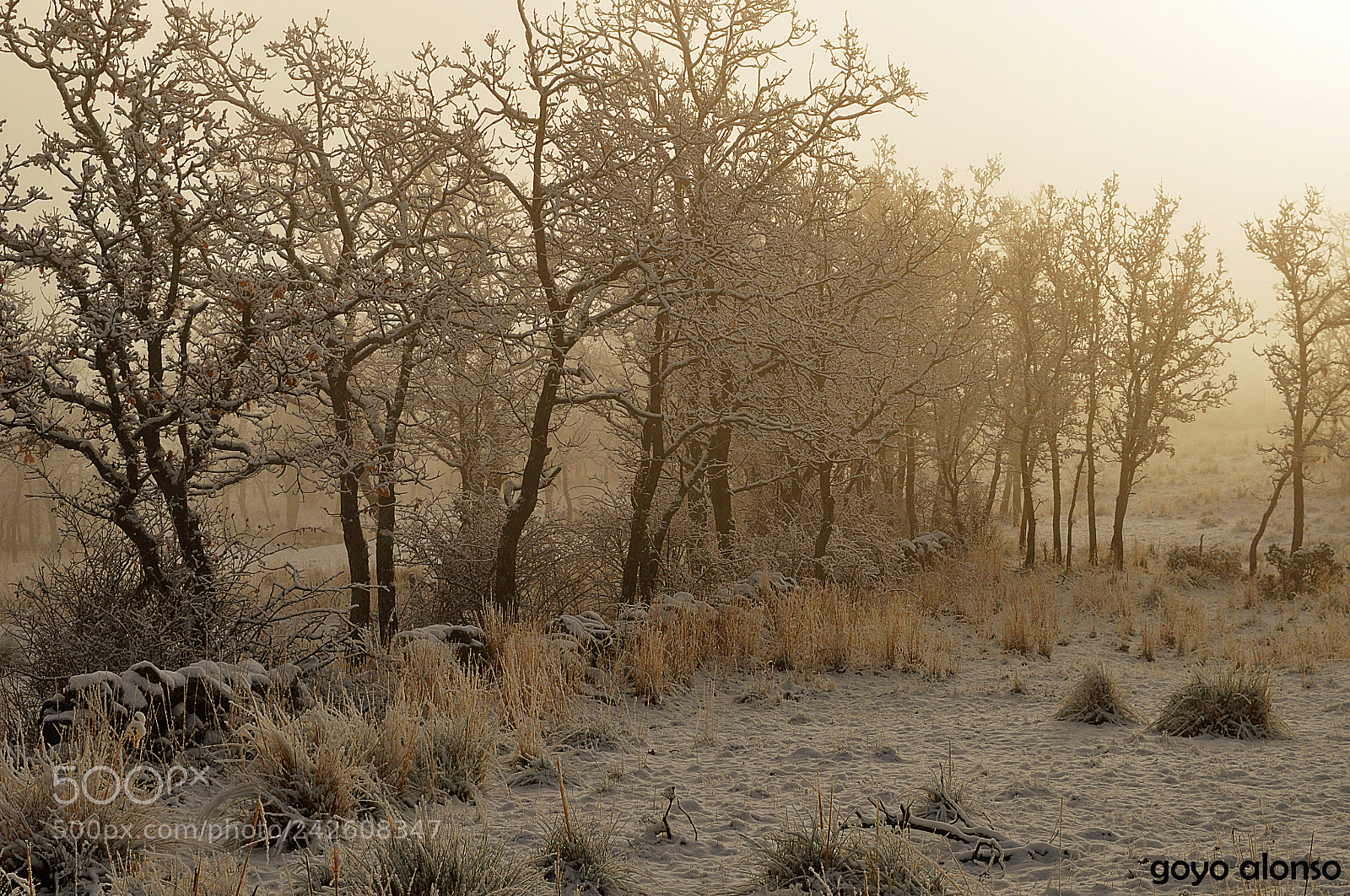 Nikon D5000 sample photo. Pura nieve photography