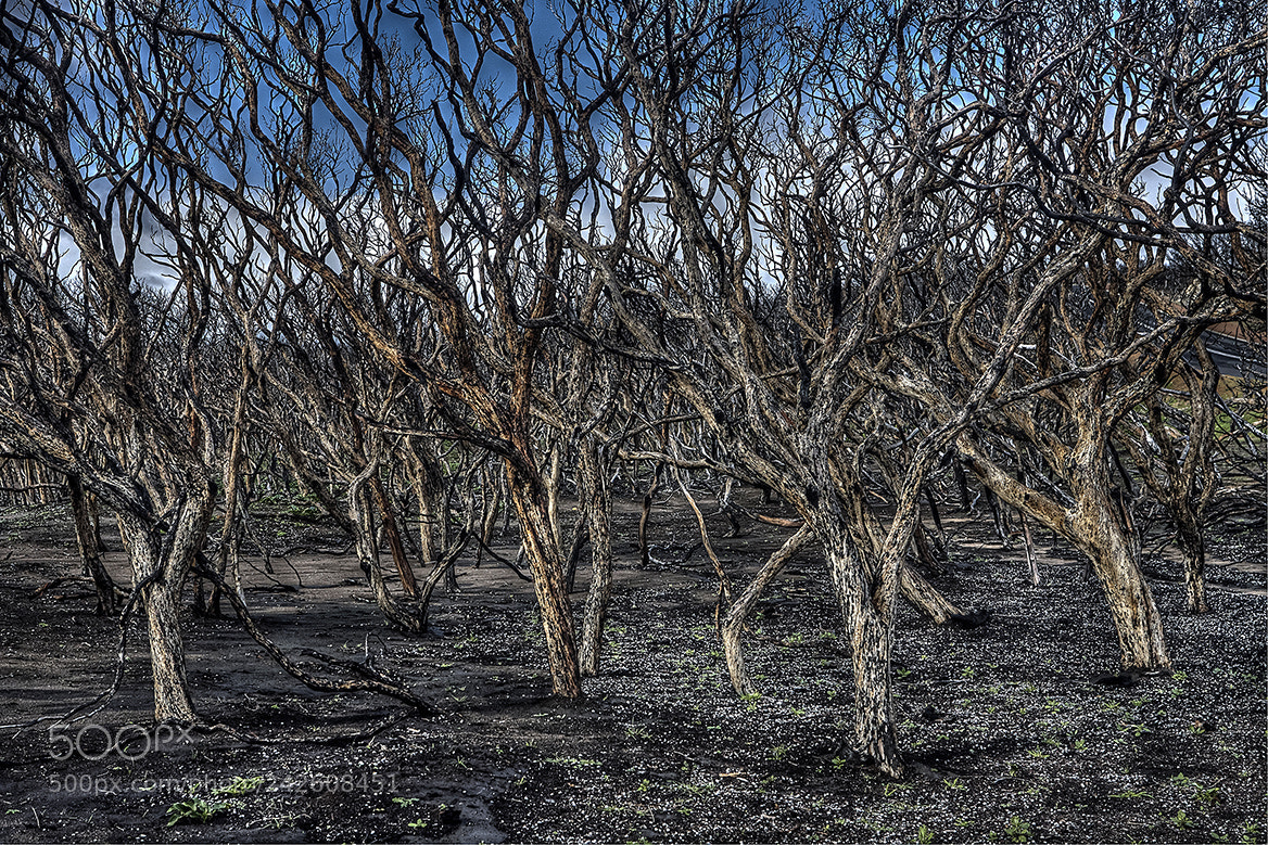Canon EOS-1D Mark II sample photo. Prevally trees photography