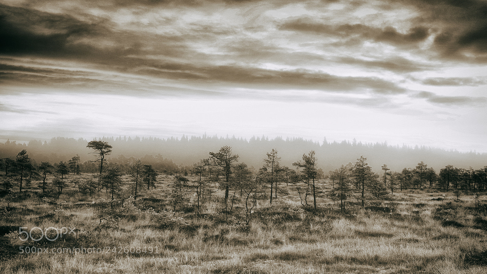 Nikon D610 sample photo. Swamp painted black and photography